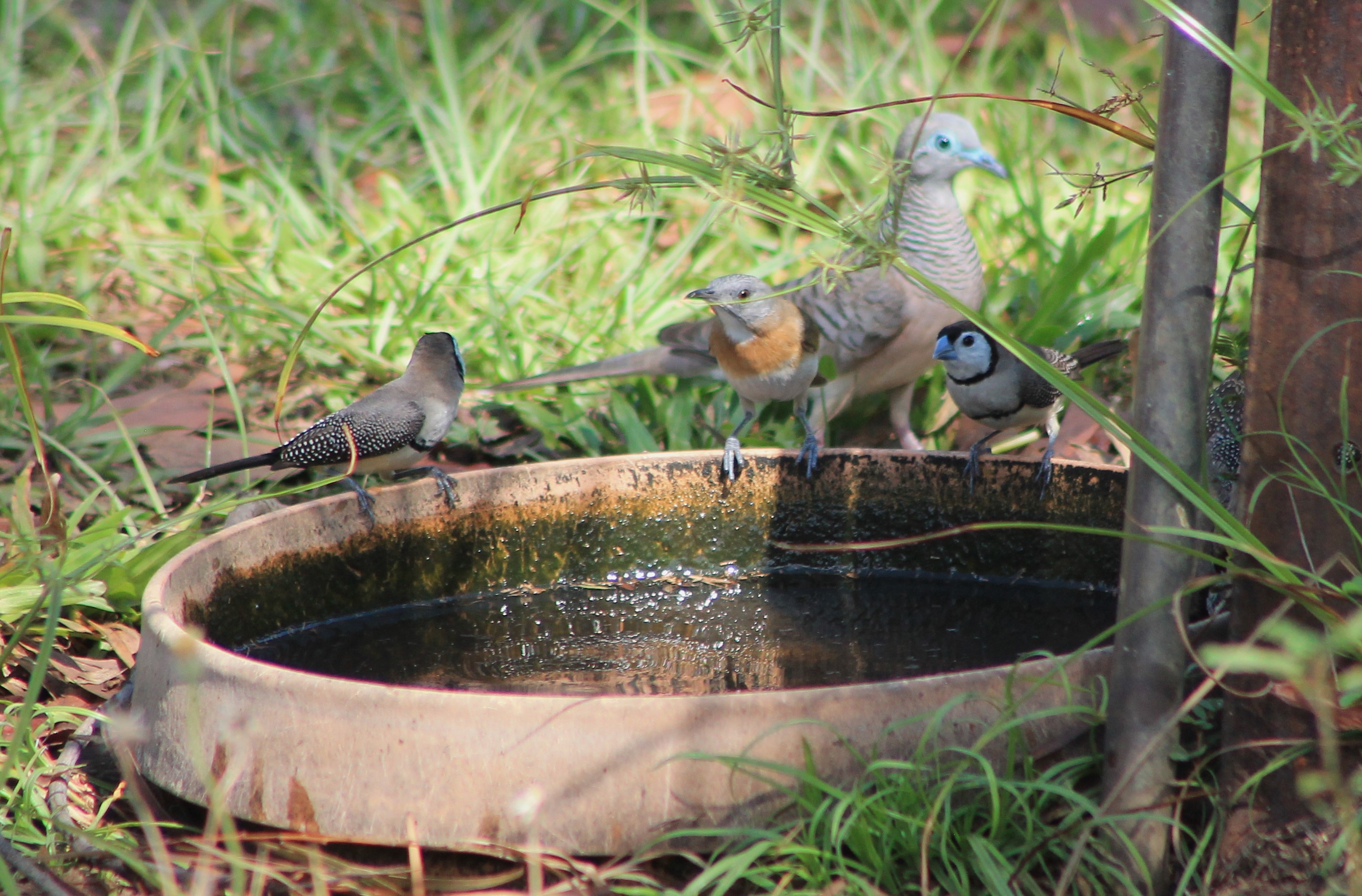 Birds at a water source in the Holmes Jungle Nature Reserve