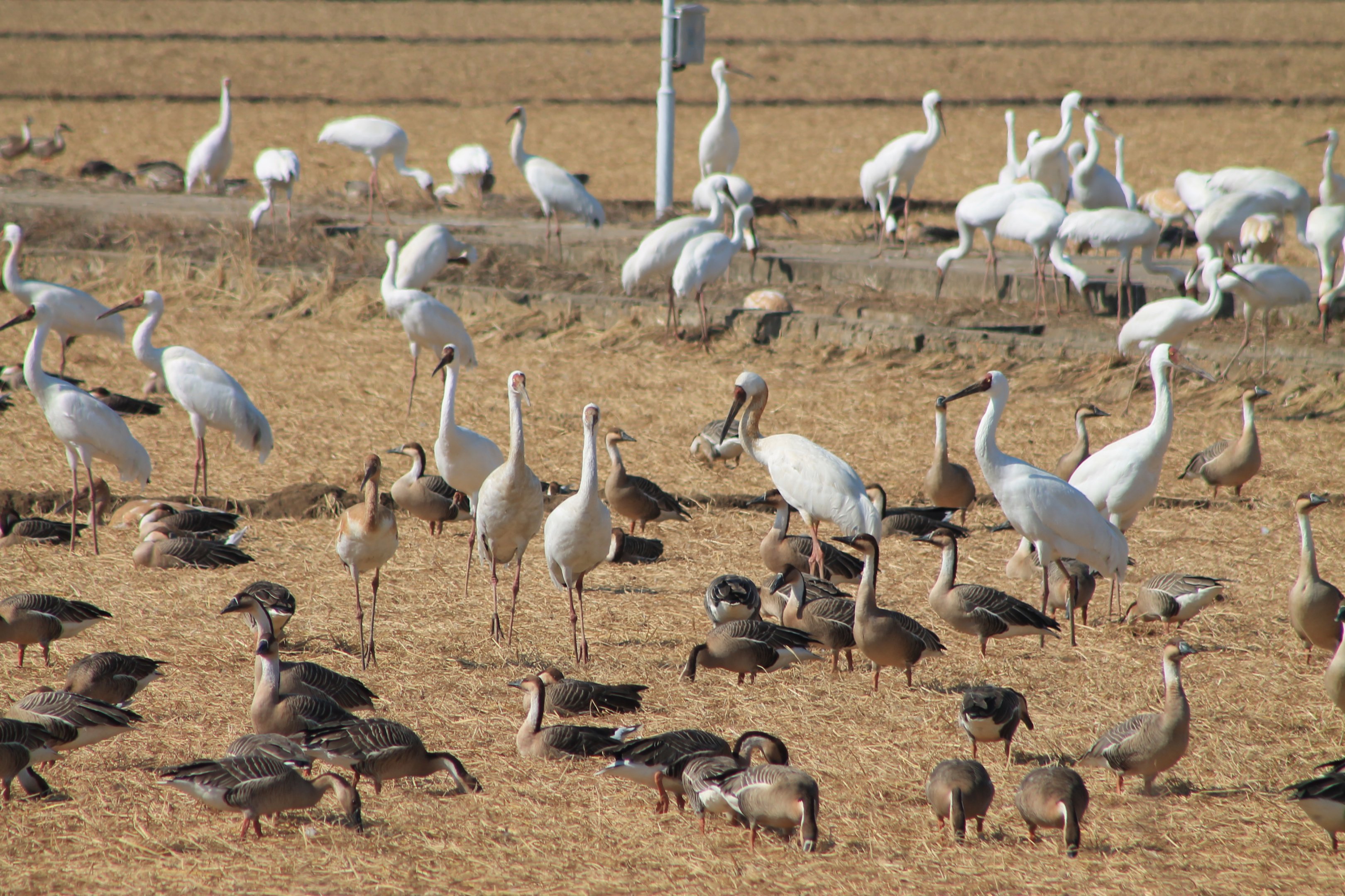 Birds at Baihezhou