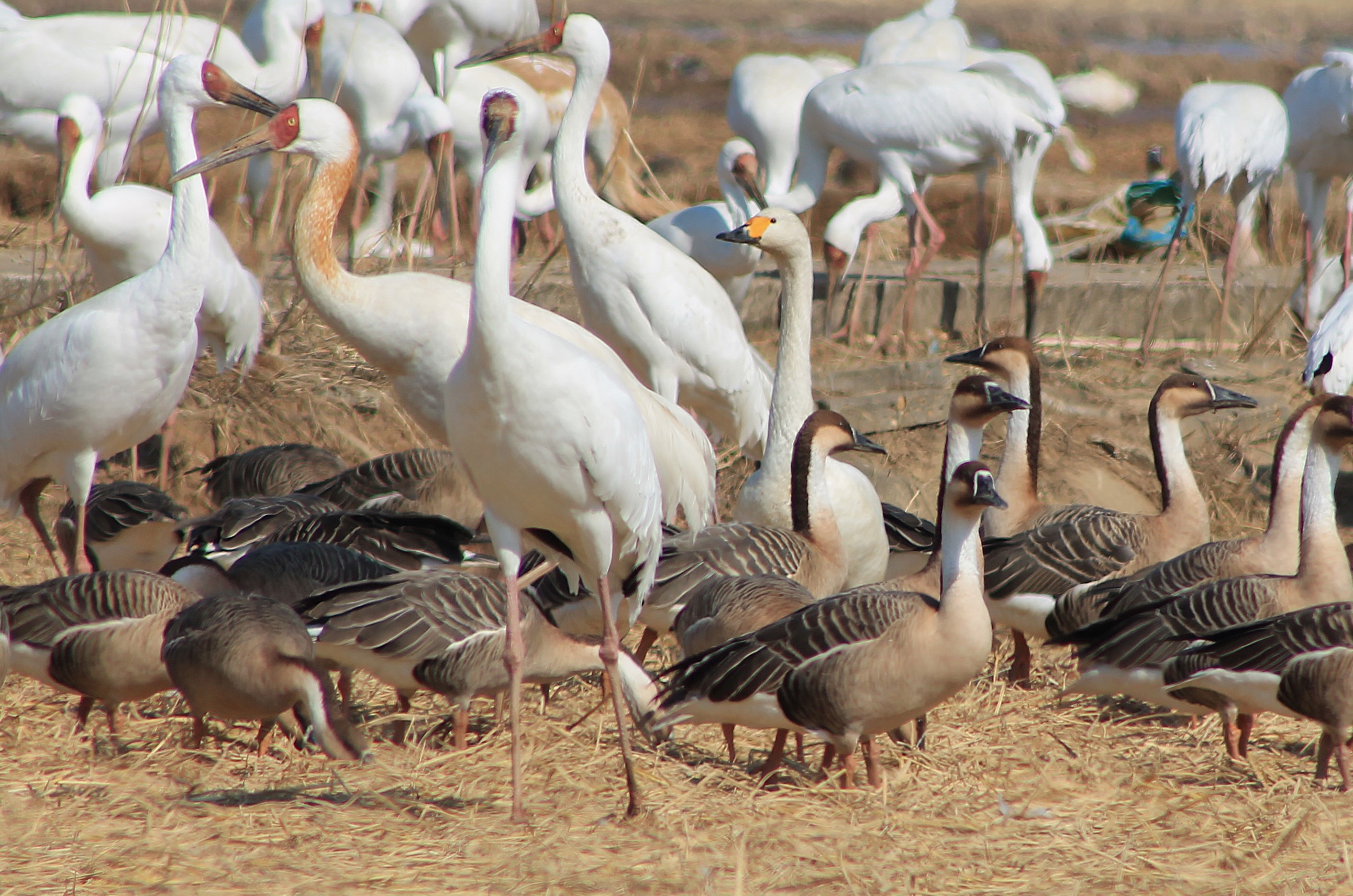Birds at Baihezhou