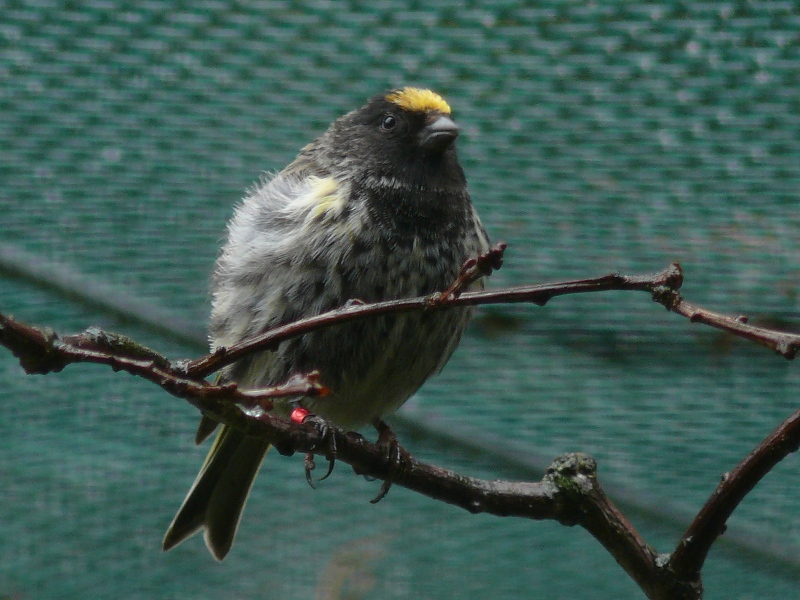 Birds at Plzen Zoo