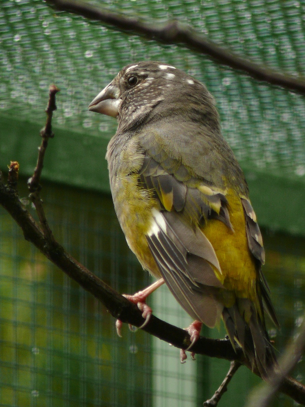 Birds at Plzen Zoo