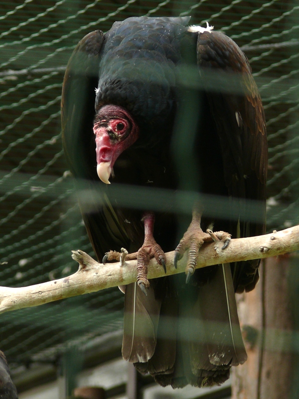 Birds at Plzen Zoo