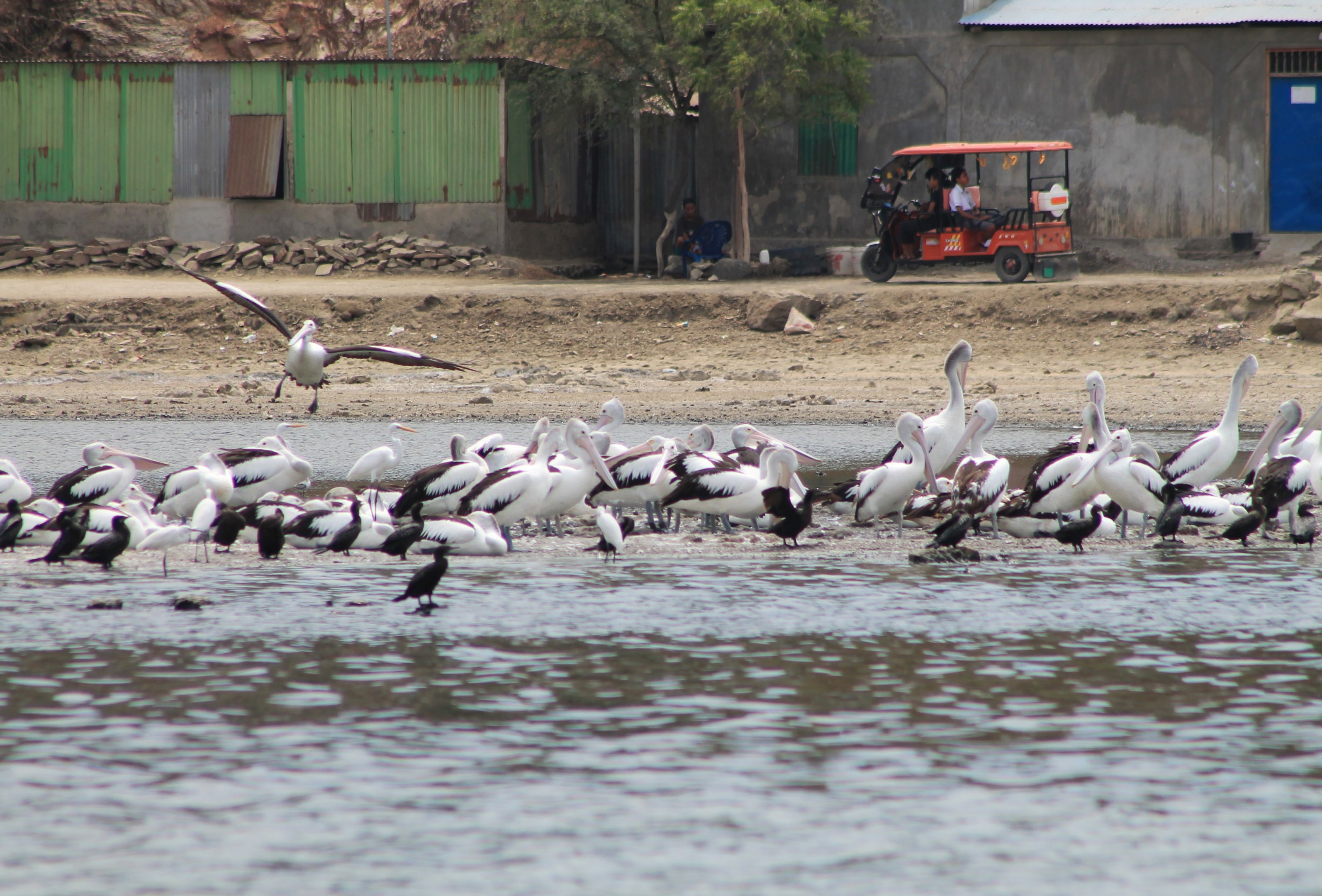 birds at Tasi Tolu