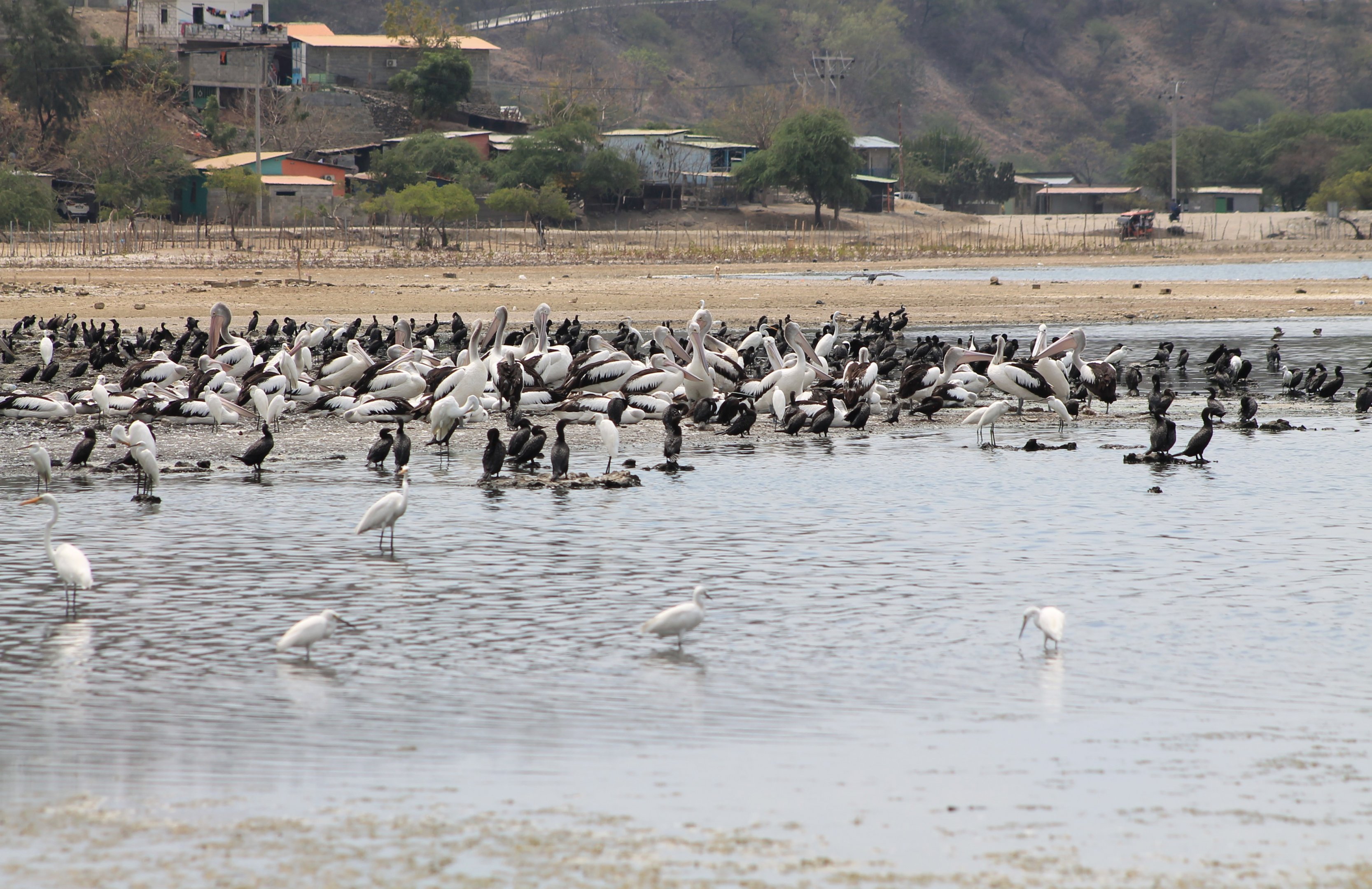birds at Tasi Tolu