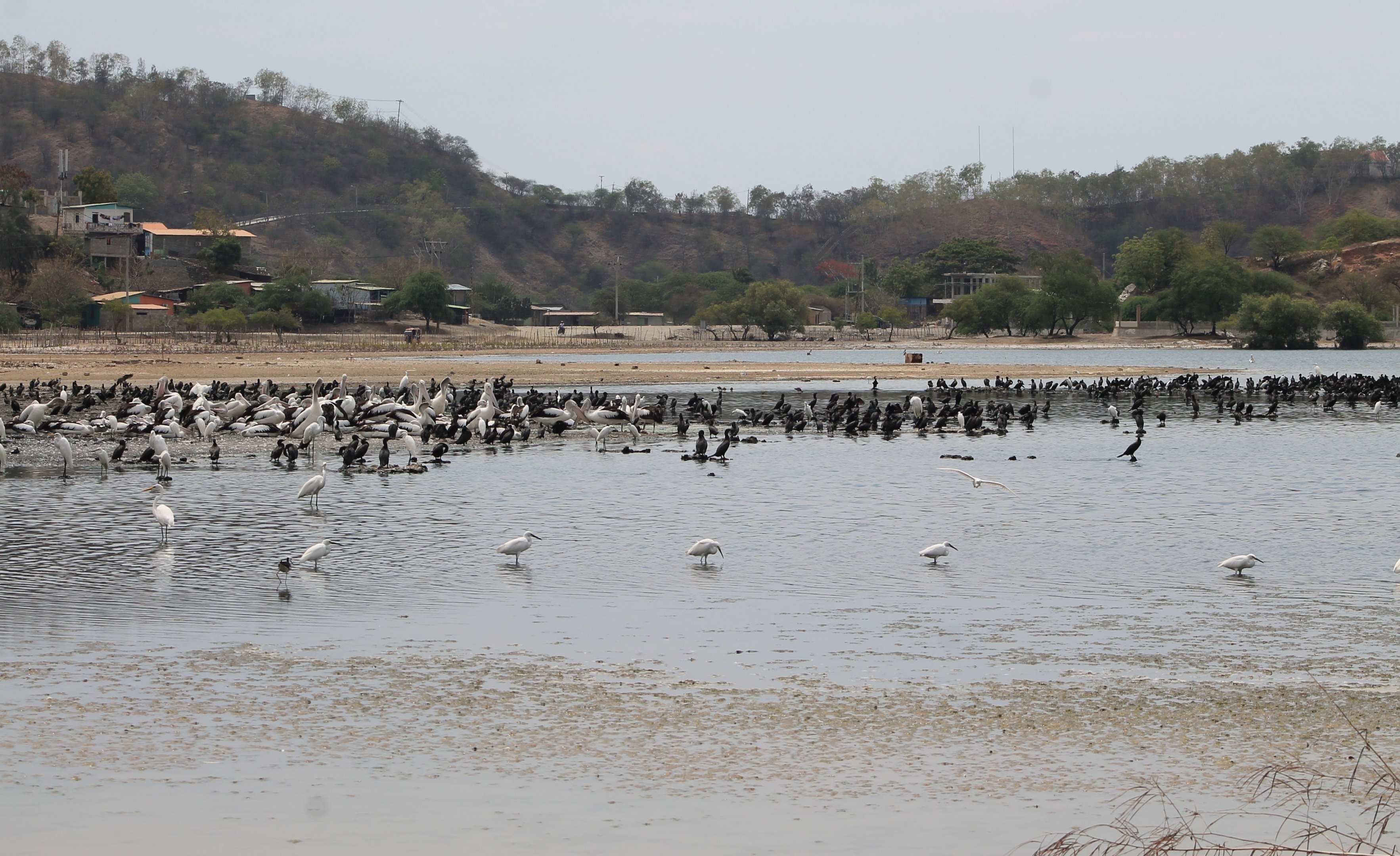 birds at Tasi Tolu
