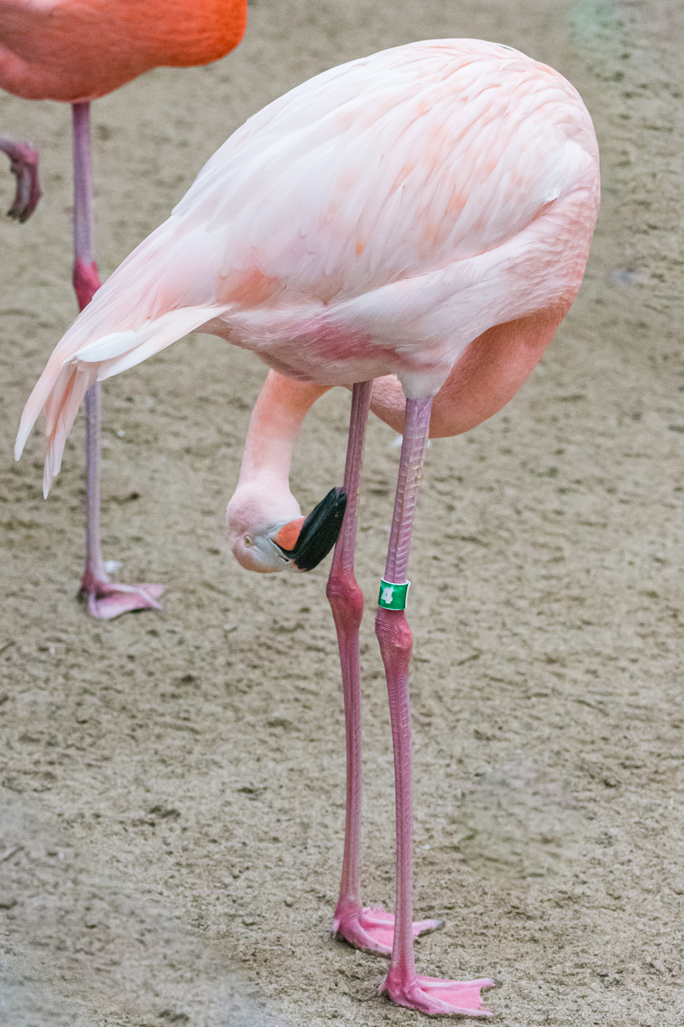 Birds at the Flamingo Lagoon-American Flamingo