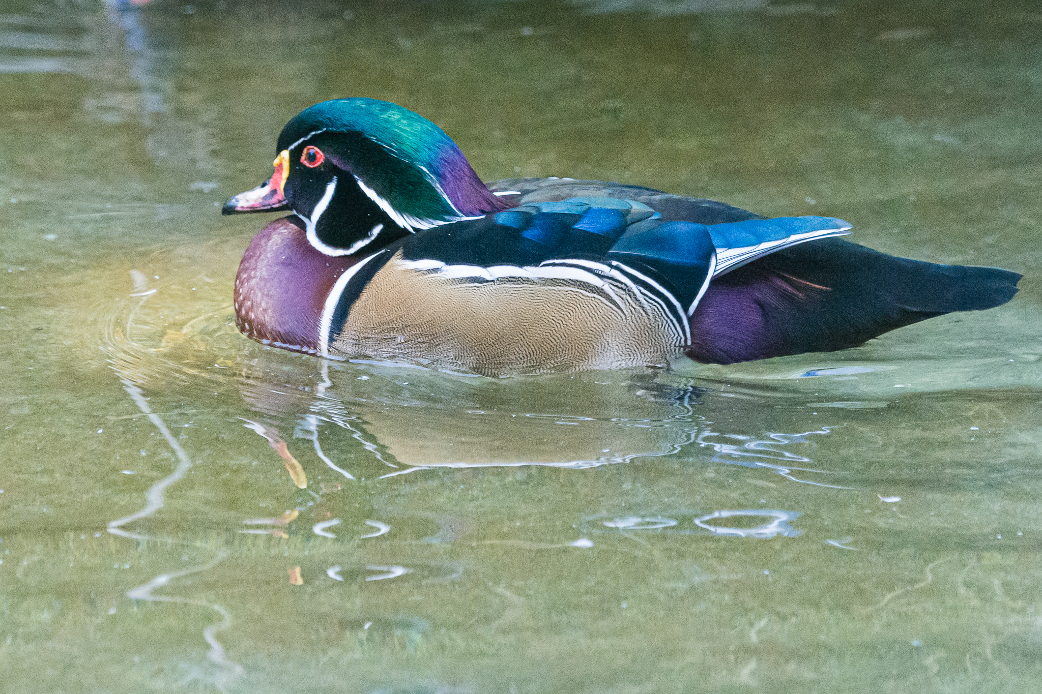 Birds at the Flamingo Lagoon-American Wood duck