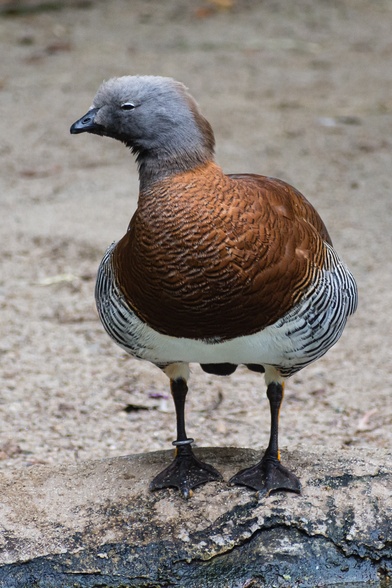 Birds at the Flamingo Lagoon-Ashy-headed Goose