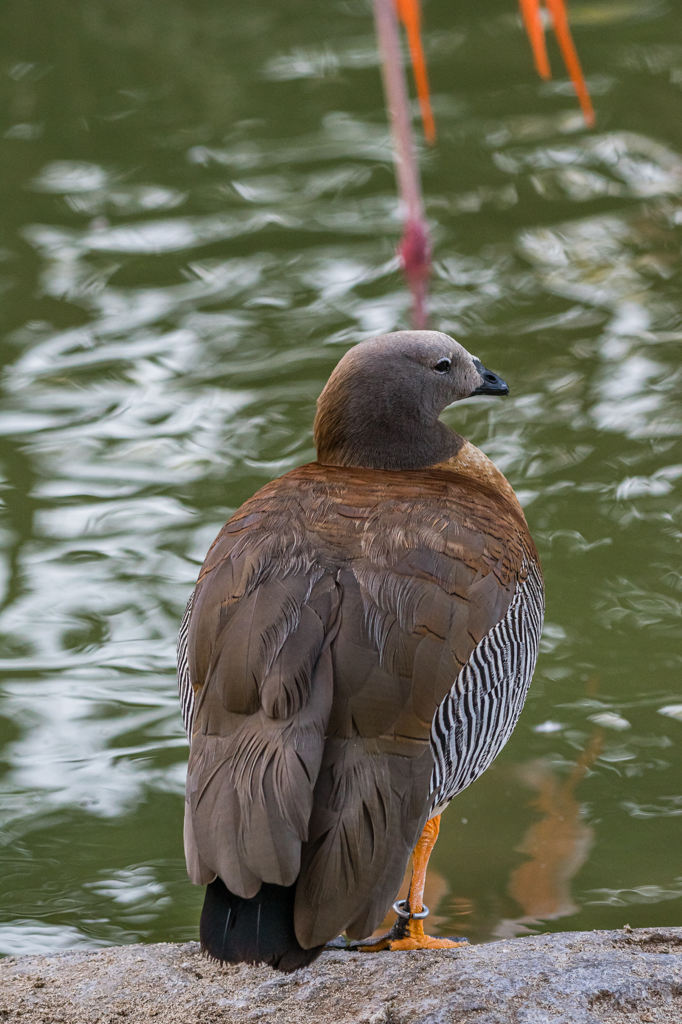 Birds at the Flamingo Lagoon-Ashy-headed Goose