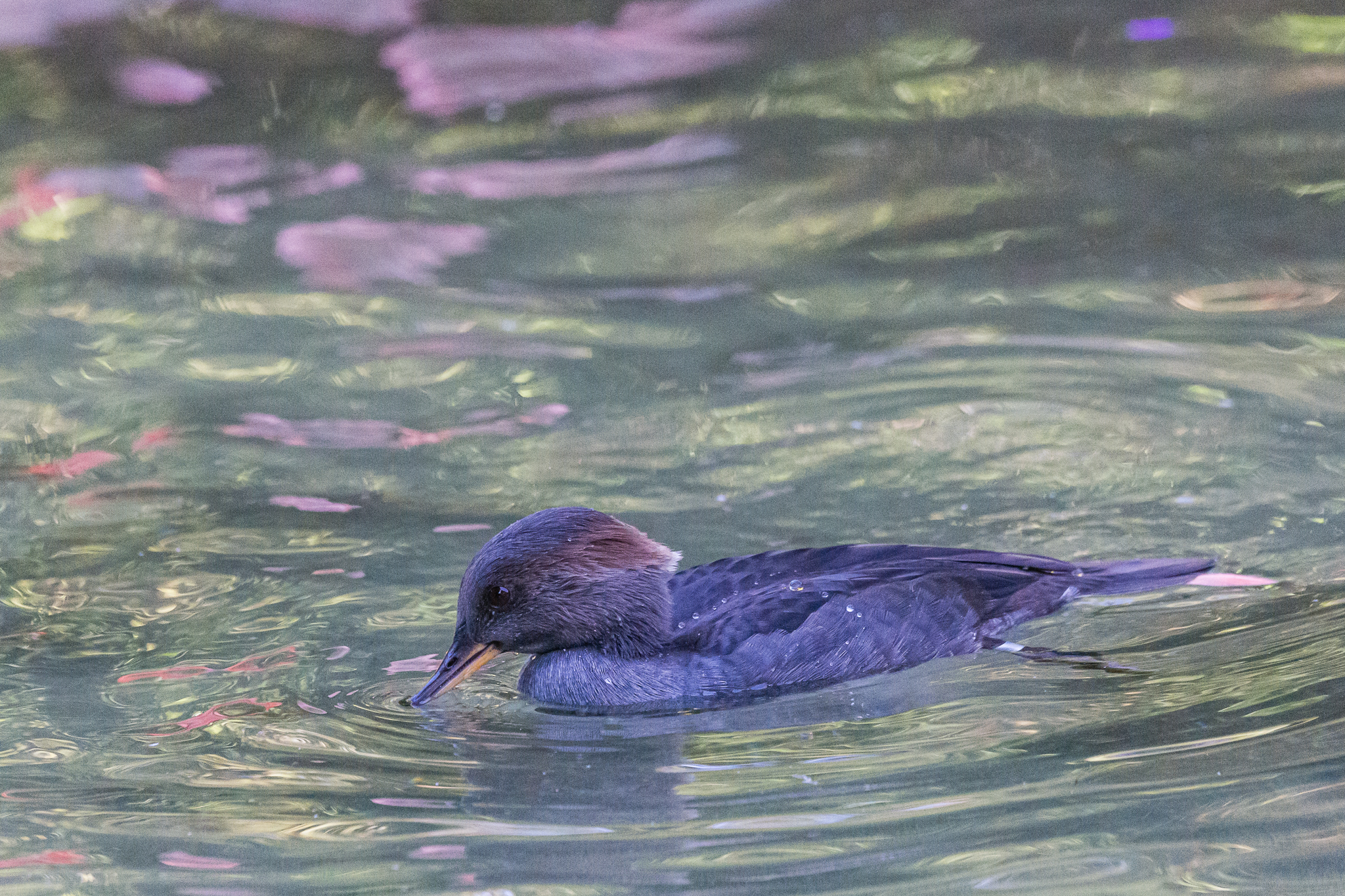 Birds at the Flamingo Lagoon-female Hooded Merganser