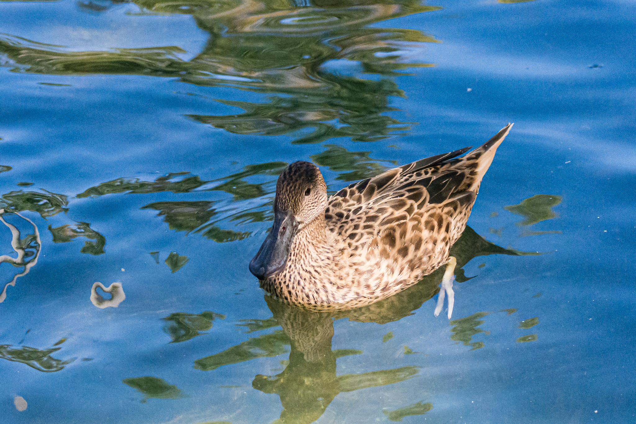 Birds at the Flamingo Lagoon-female Red Shoveler