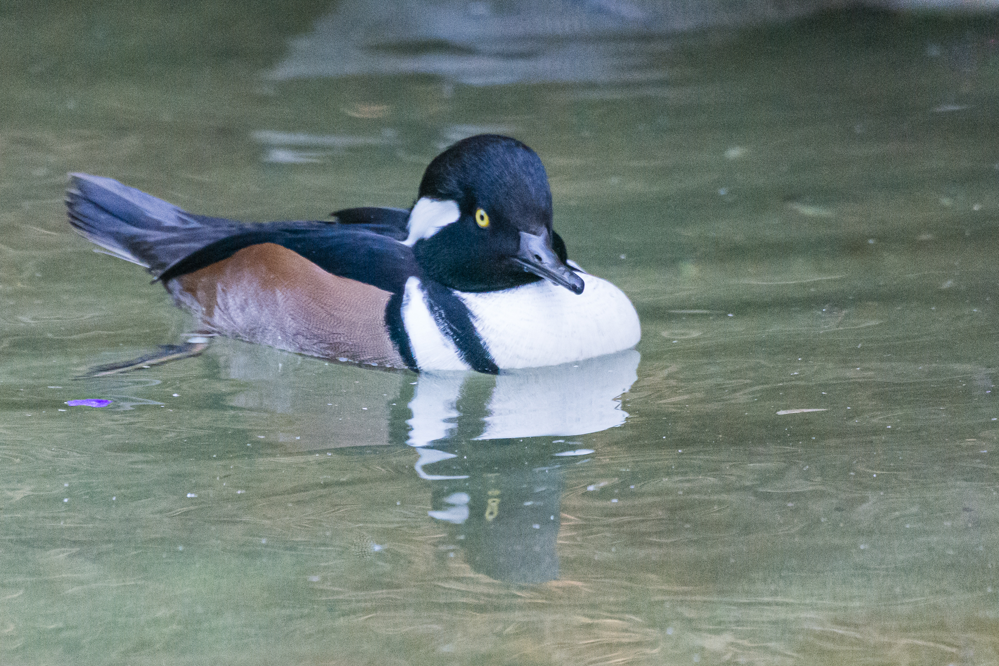 Birds at the Flamingo Lagoon-male Hooded Merganser