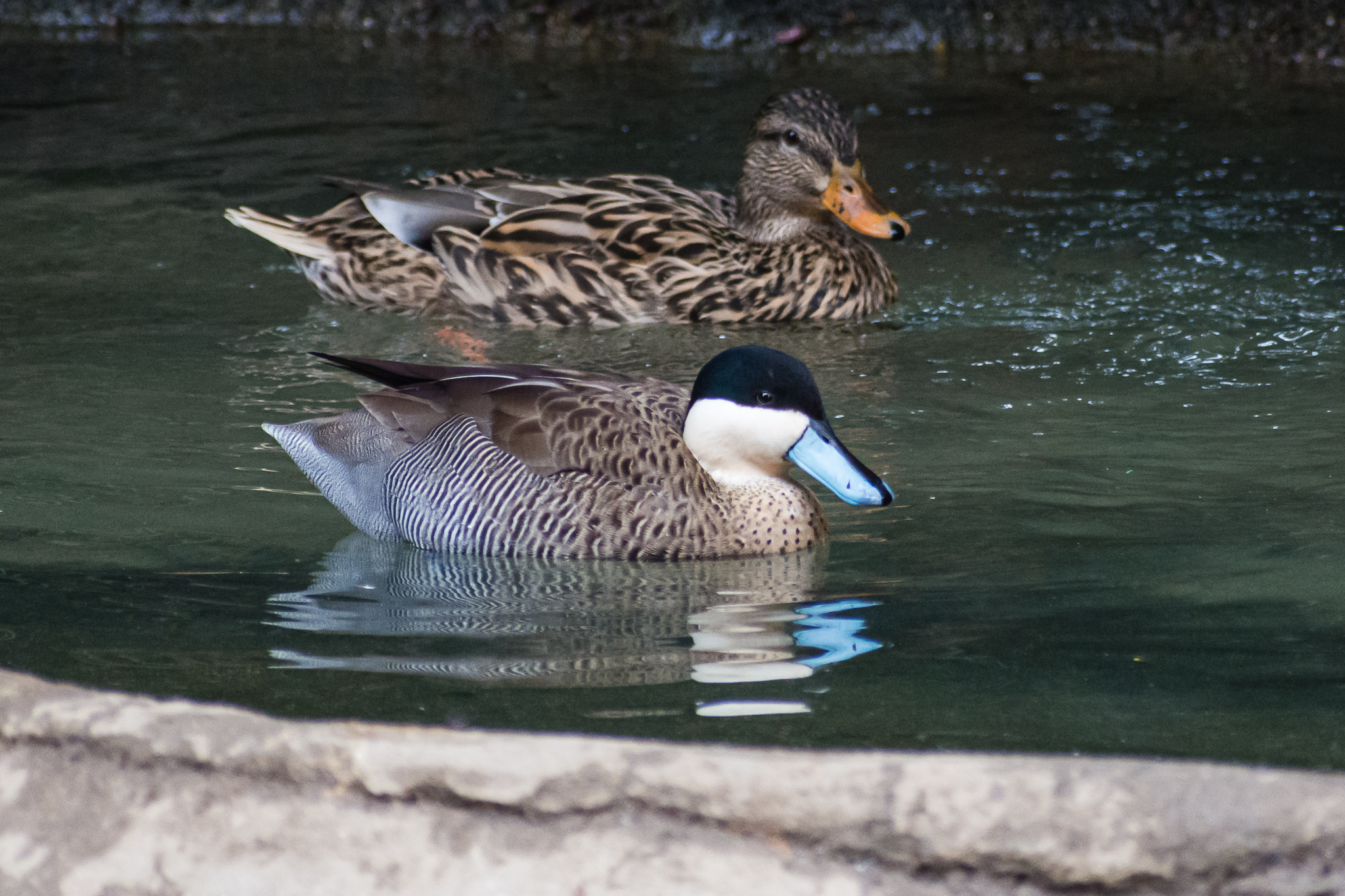 Birds at the Flamingo Lagoon-Puna Teal
