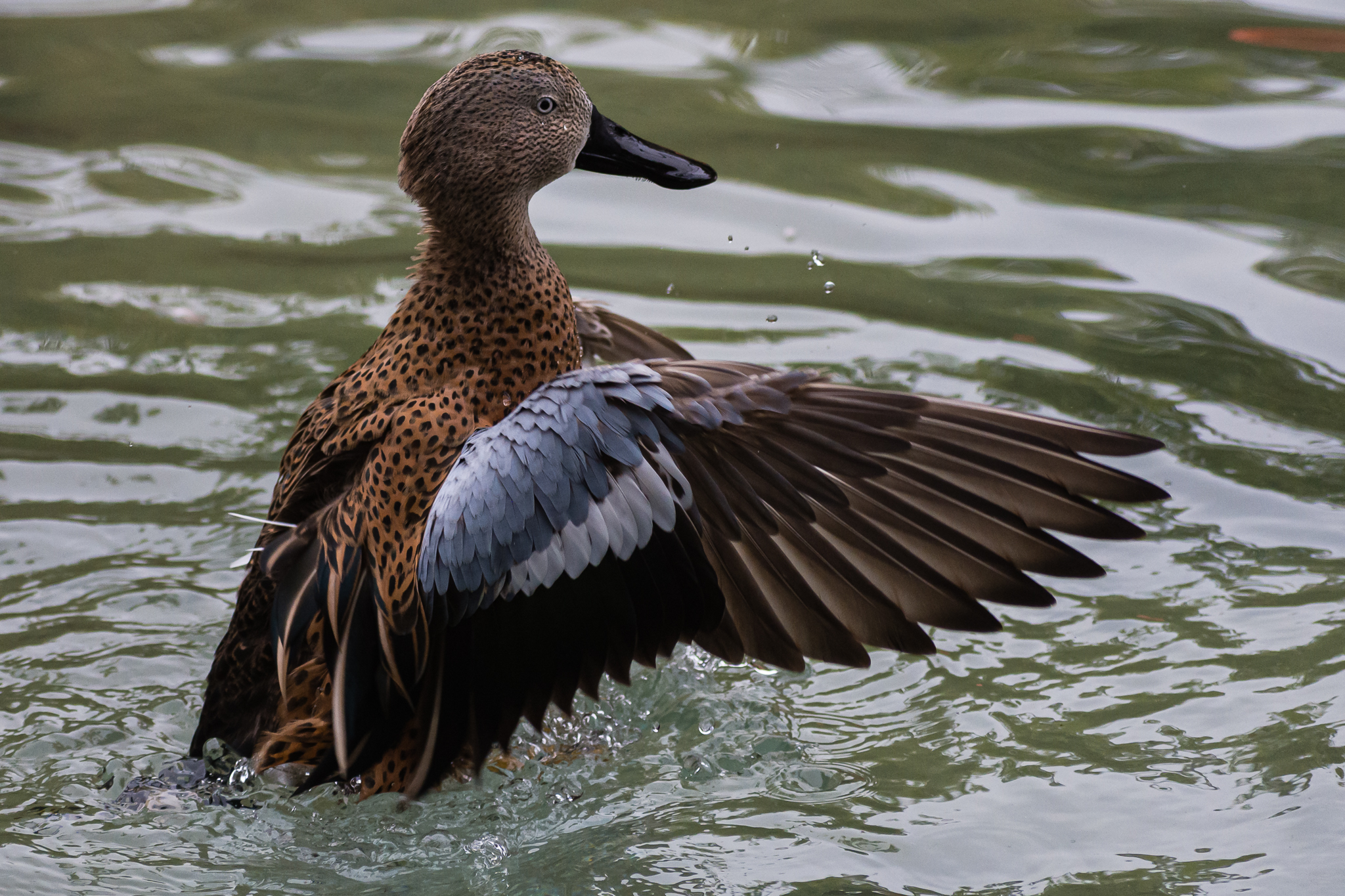Birds at the Flamingo Lagoon -Red Shoveler