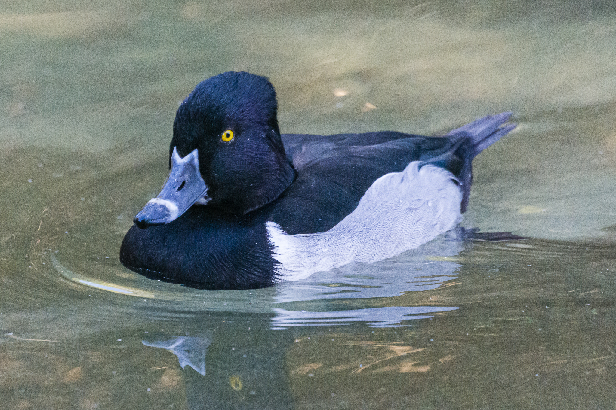 Birds at the Flamingo Lagoon-Ring-necked Duck