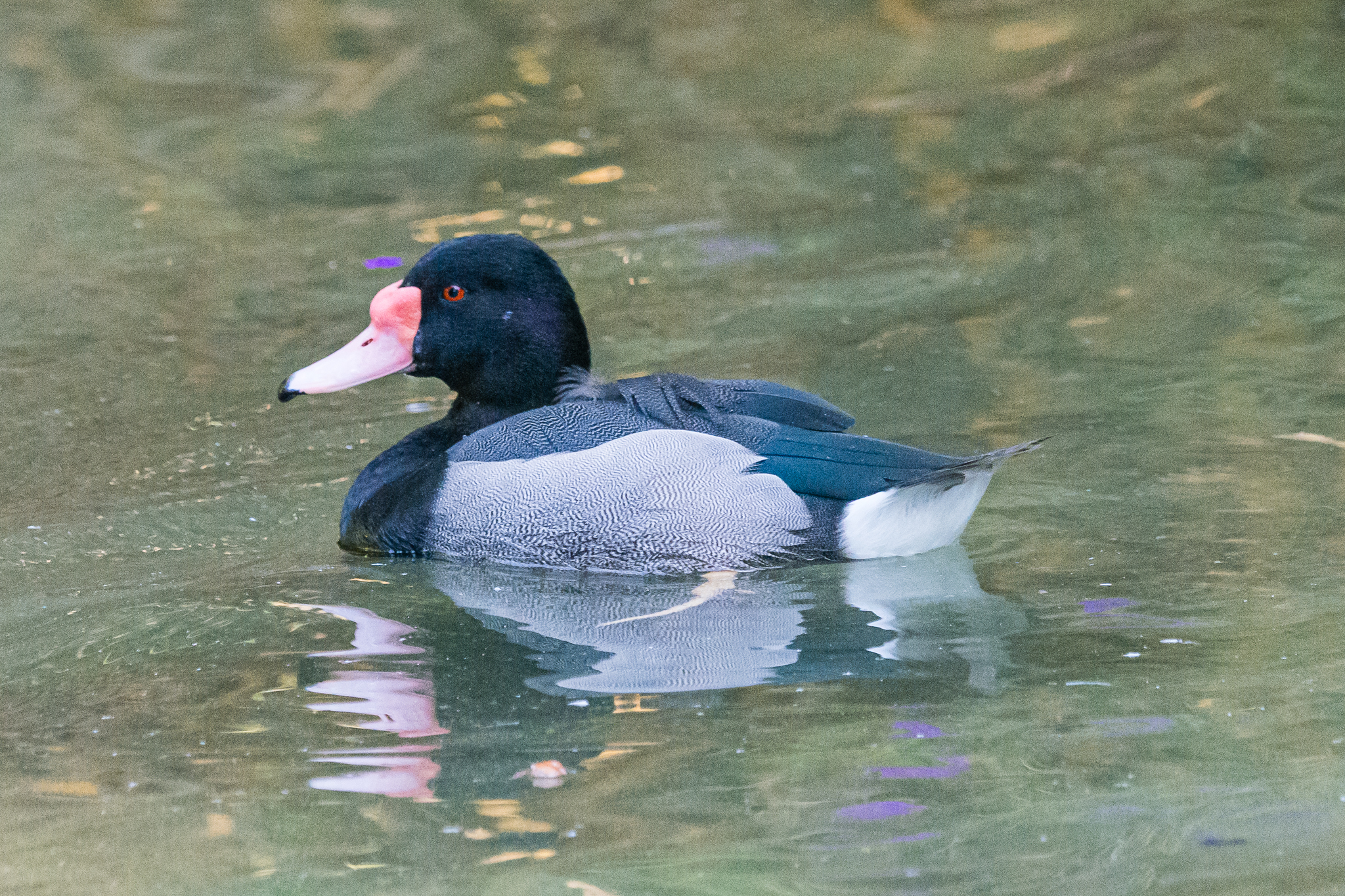 Birds at the Flamingo Lagoon-Rosy Pochard