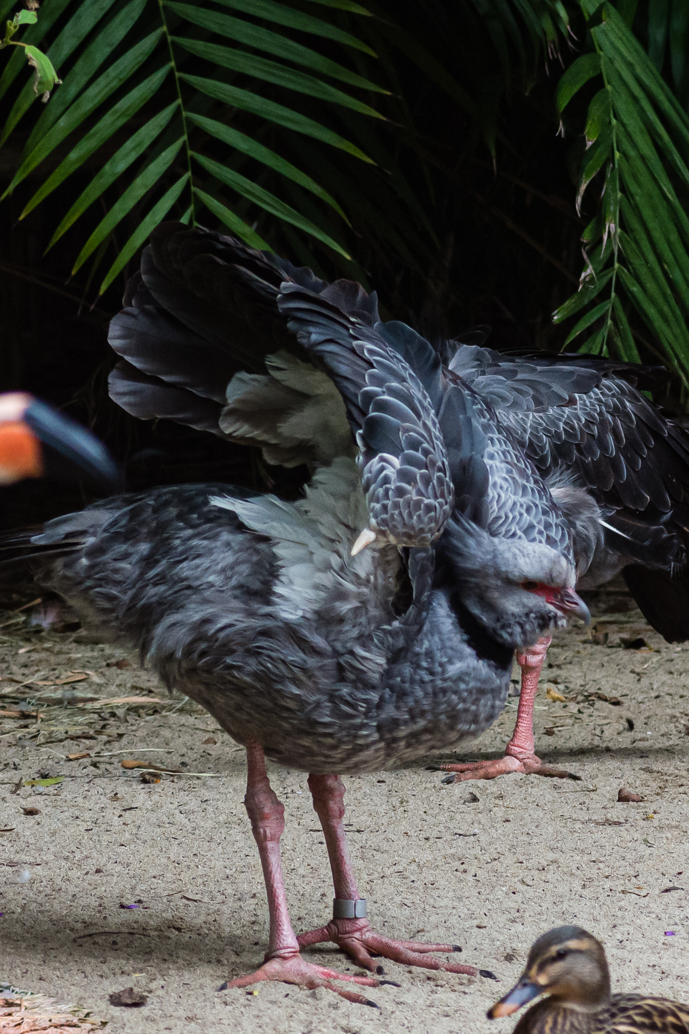 Birds at the Flamingo Lagoon=Southern Screamer