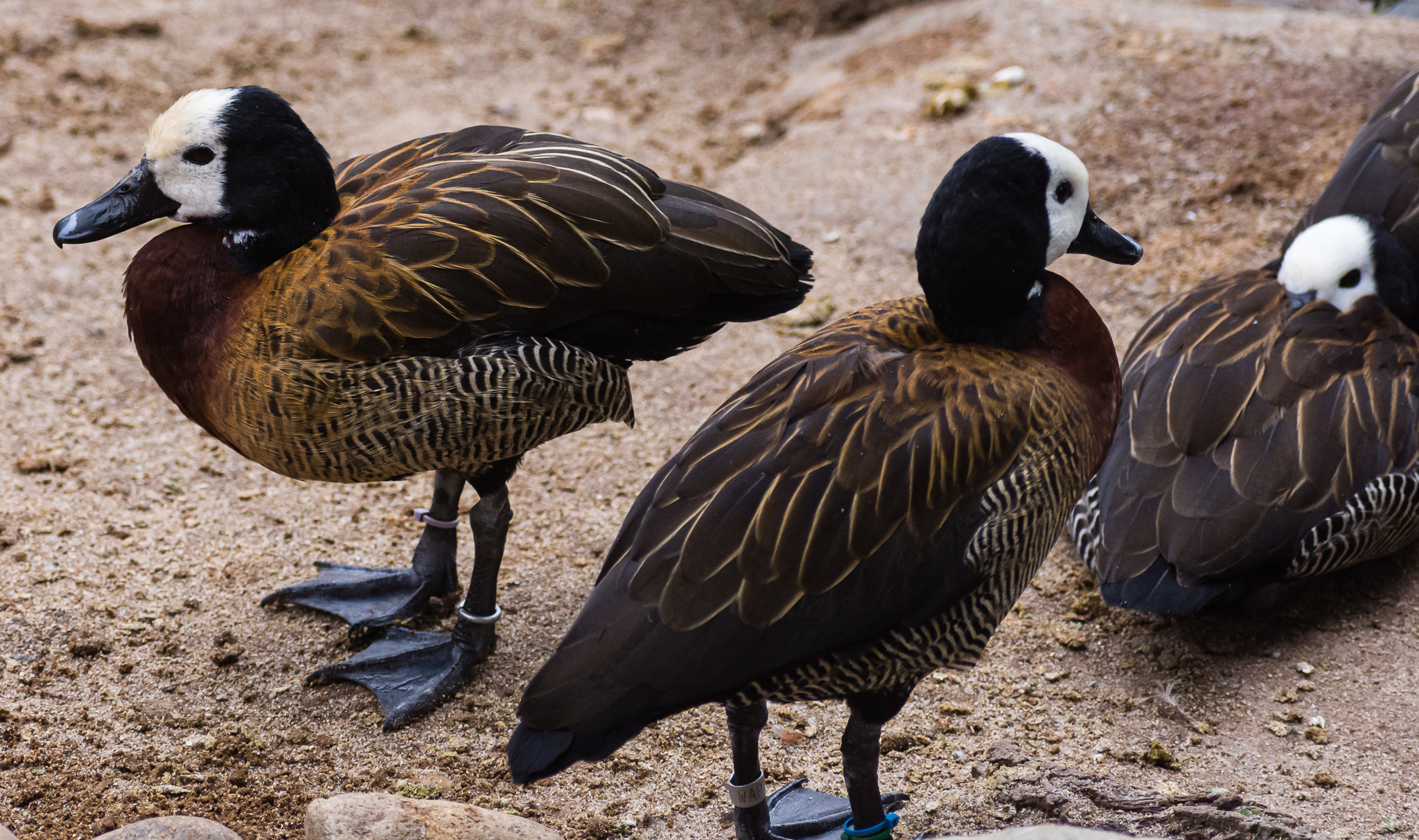 Birds at the Flamingo Lagoon-White-faced Whistling Duck