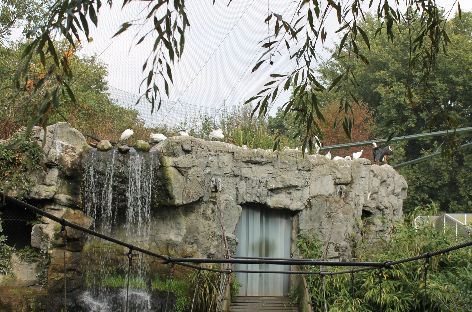 Birds at the waterfall