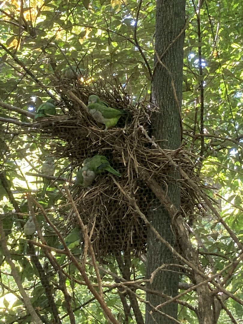 Birds building nest