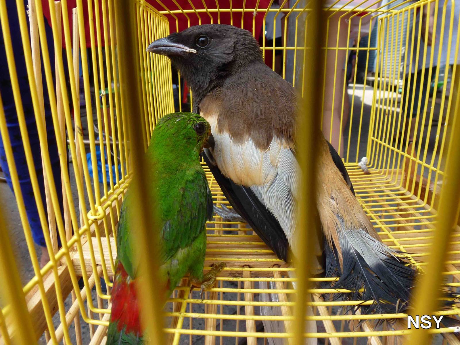 Birds - Chatuchak market, June 2013.