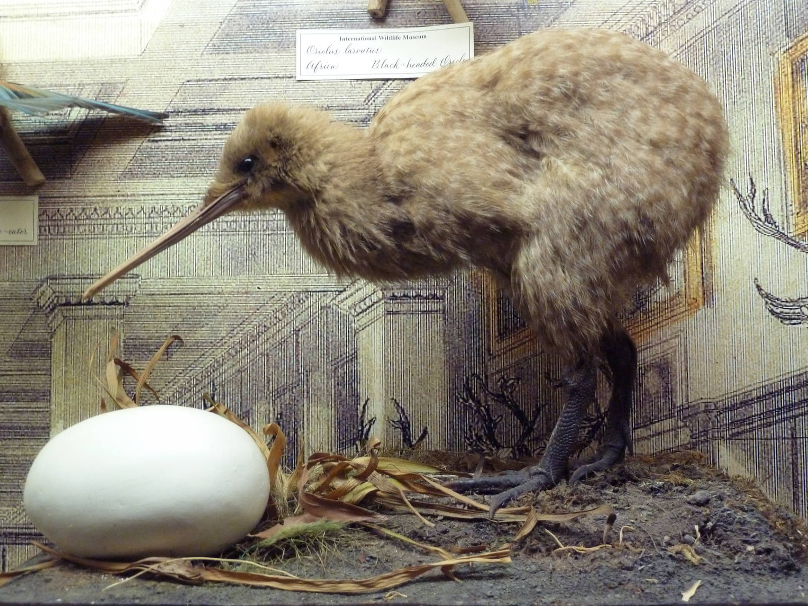Birds Hall - Brown Kiwi