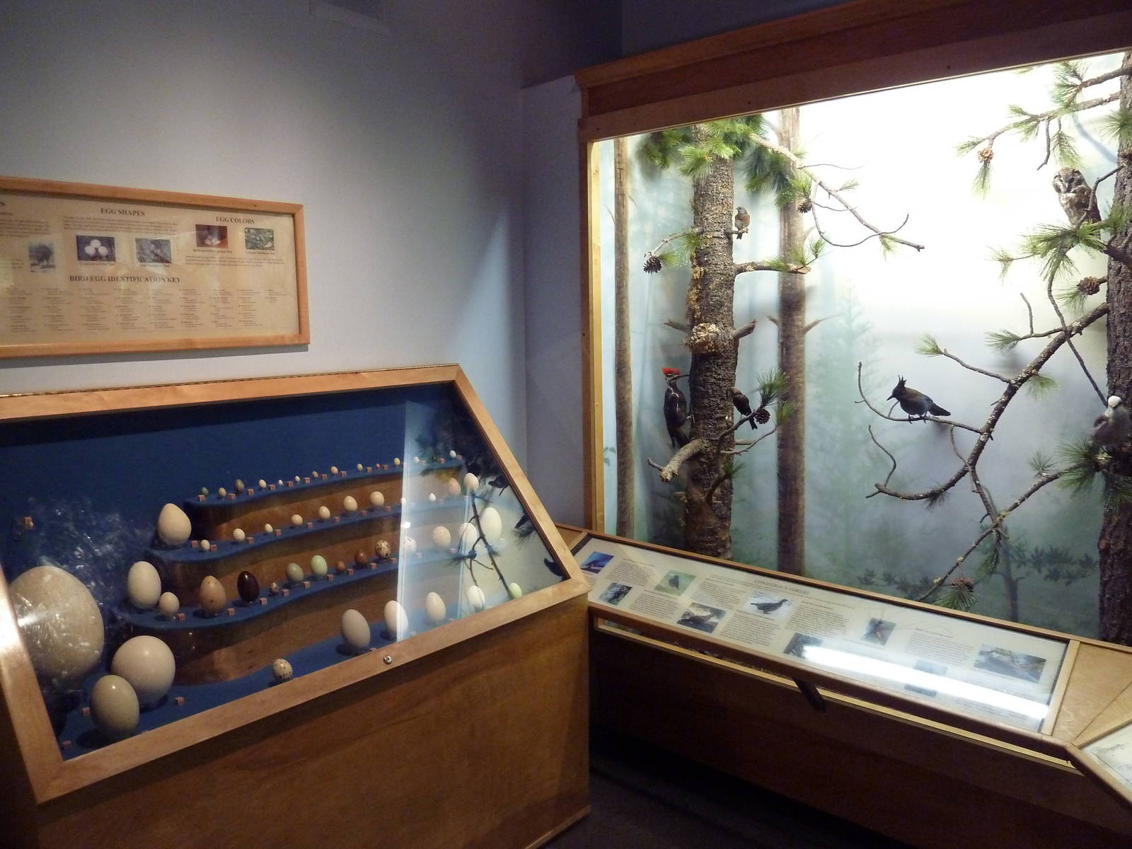 Birds Hall - Egg Display