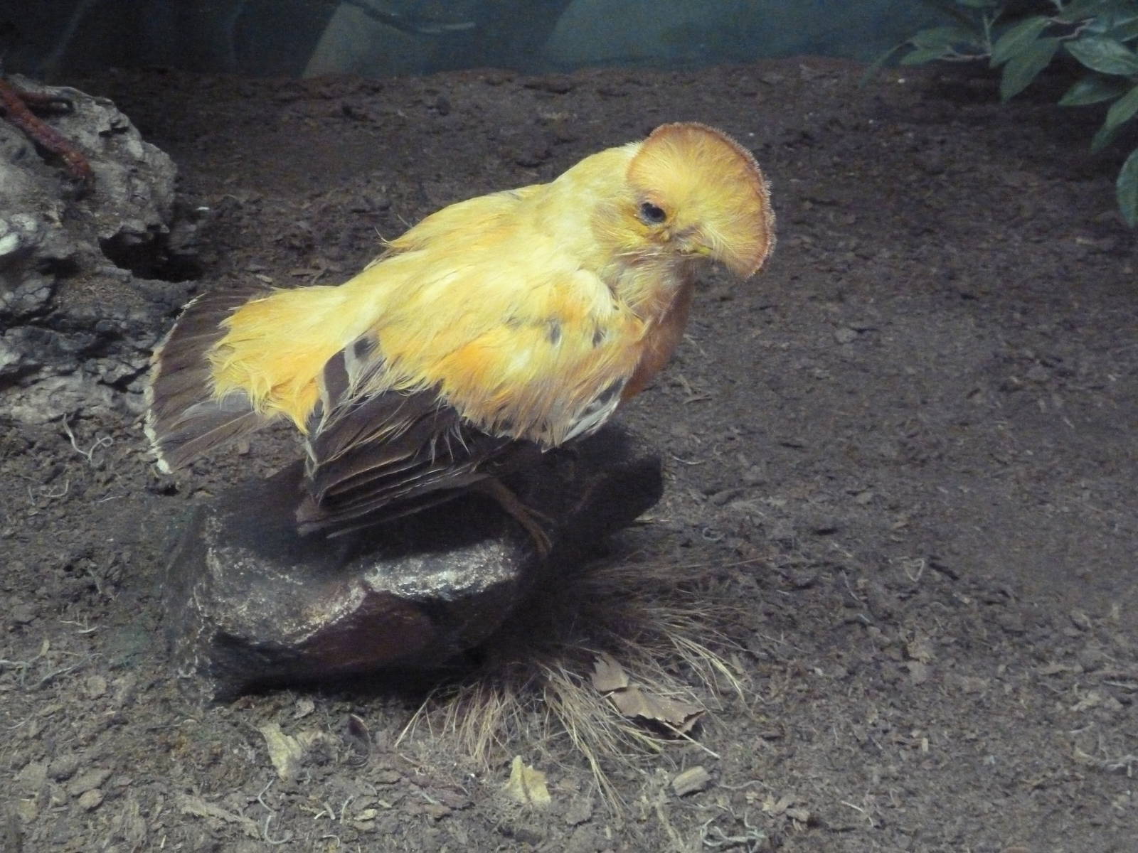 Birds Hall - Guianan Cock-of-the-Rock
