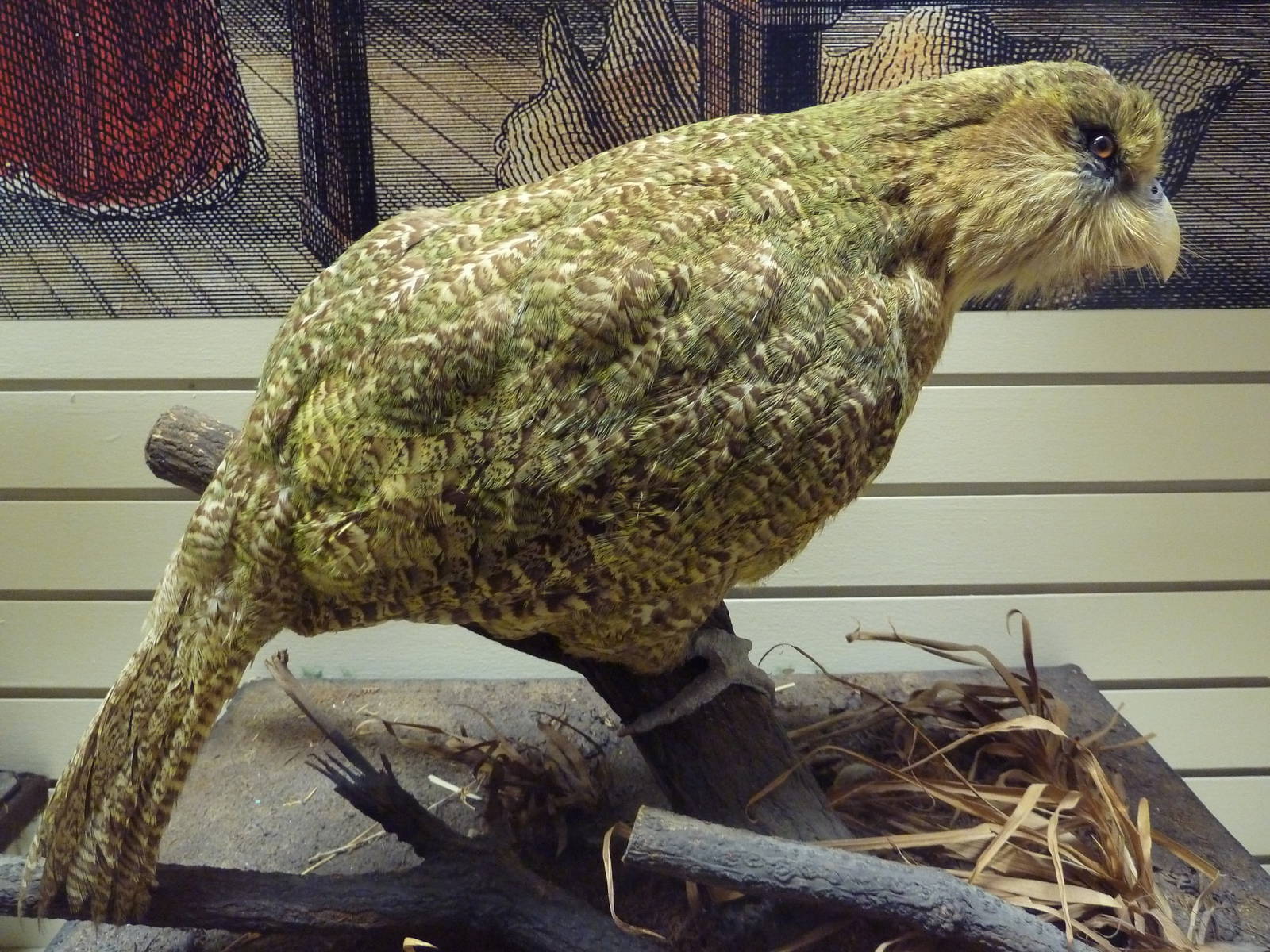 Birds Hall - Kakapo