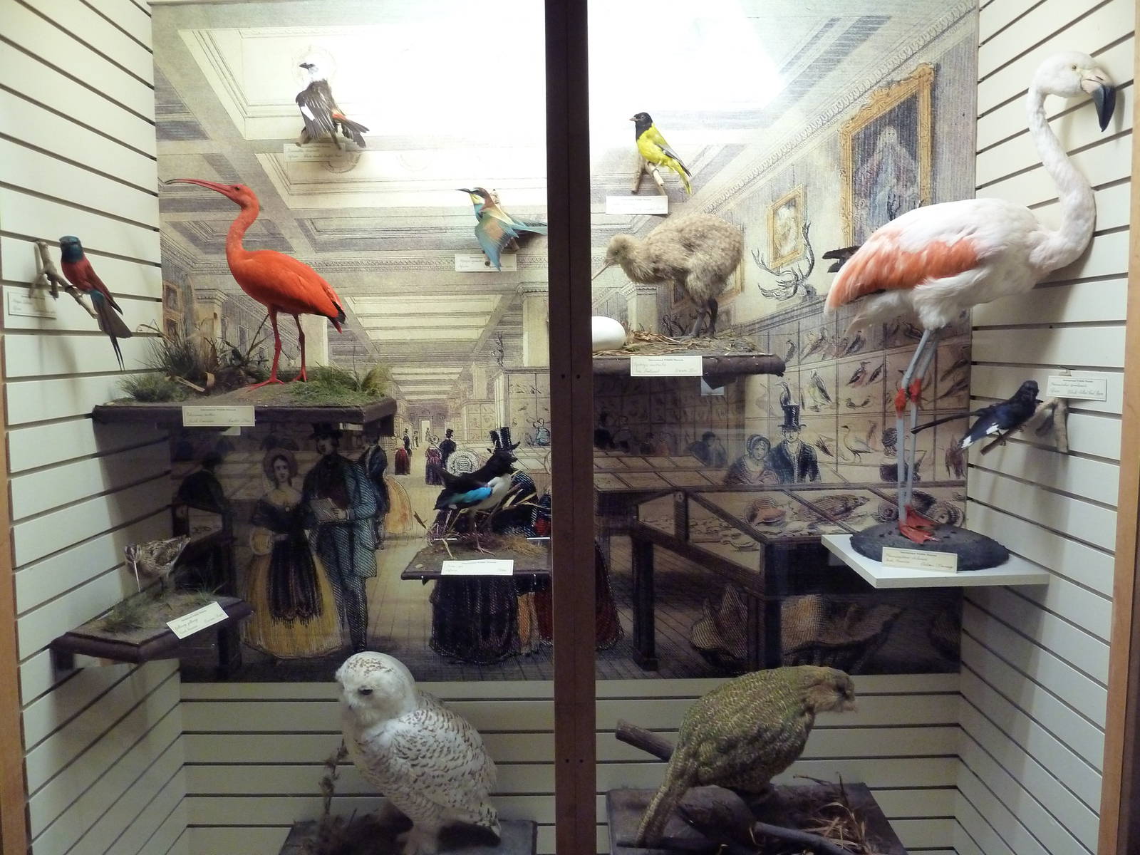 Birds Hall - Victorian Style Curiosity Cabinet
