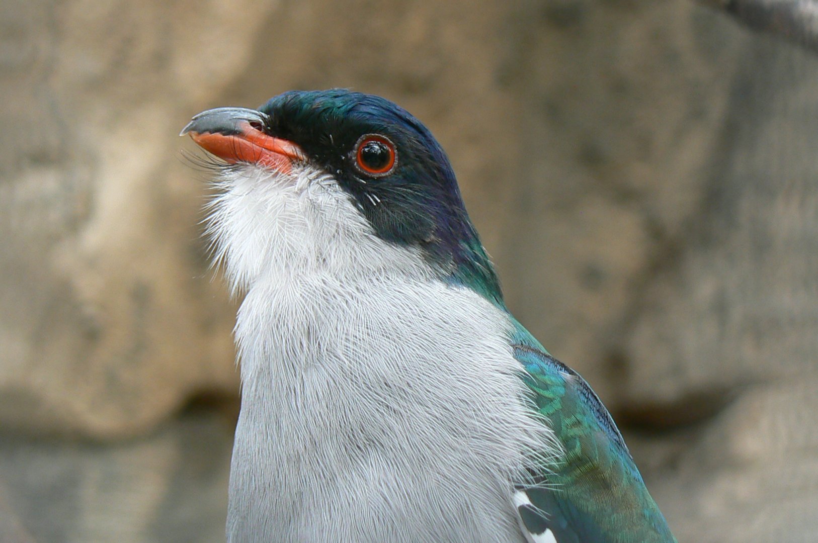 Birds house - Cuban trogon