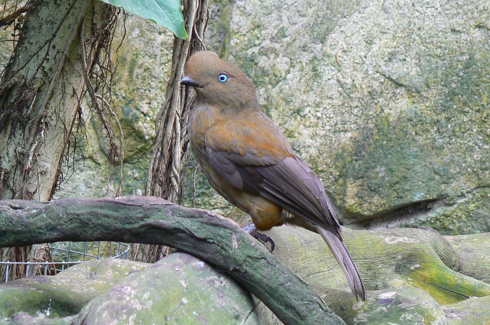 Birds house -Female andean cock of the rock