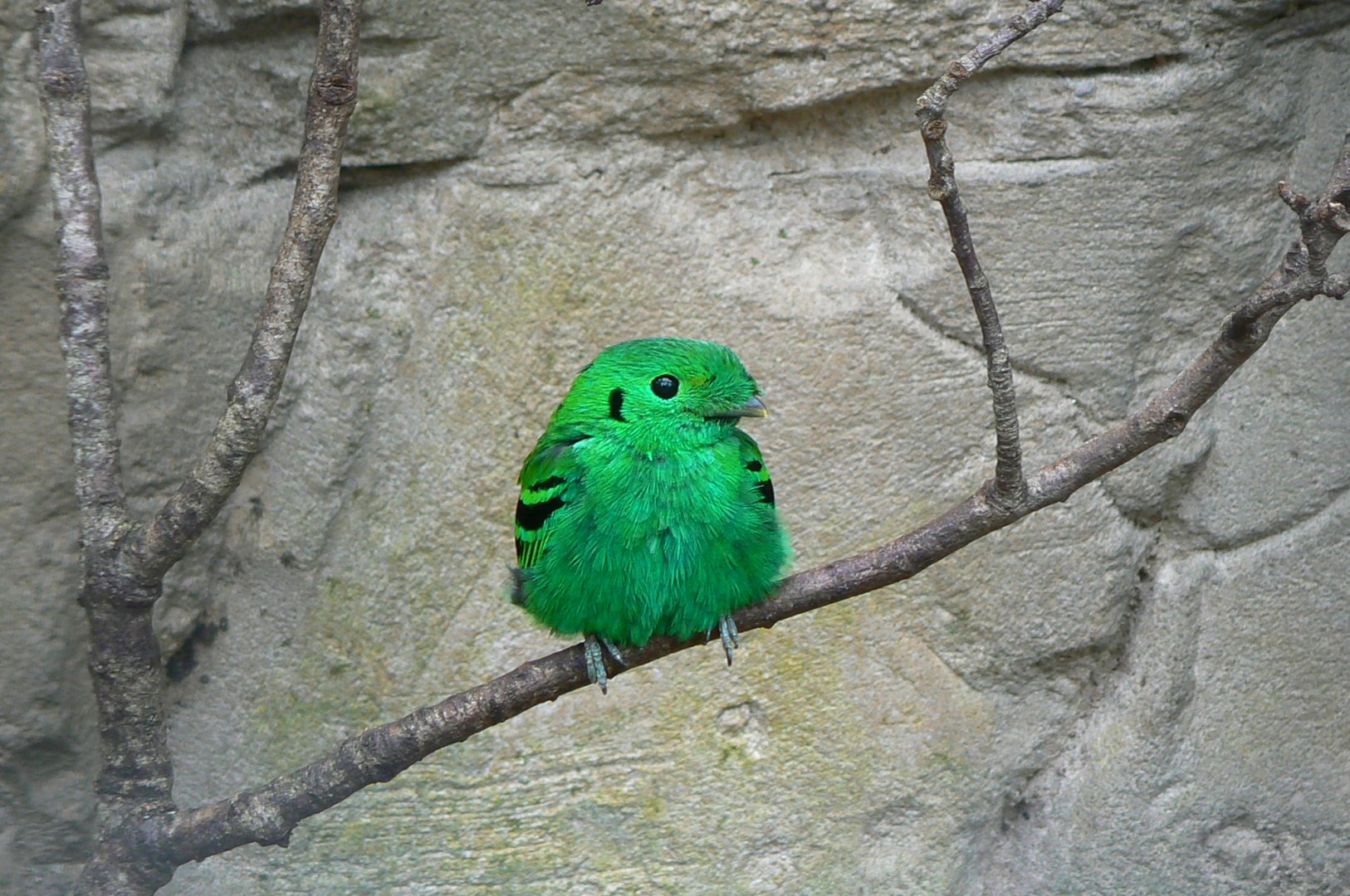 Birds house - Green broadbill