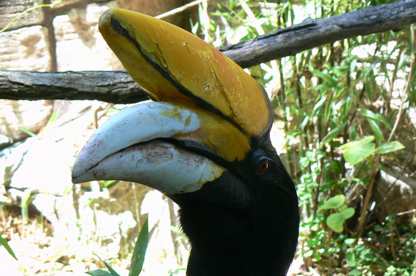 Birds house - Javan rhinoceros hornbill