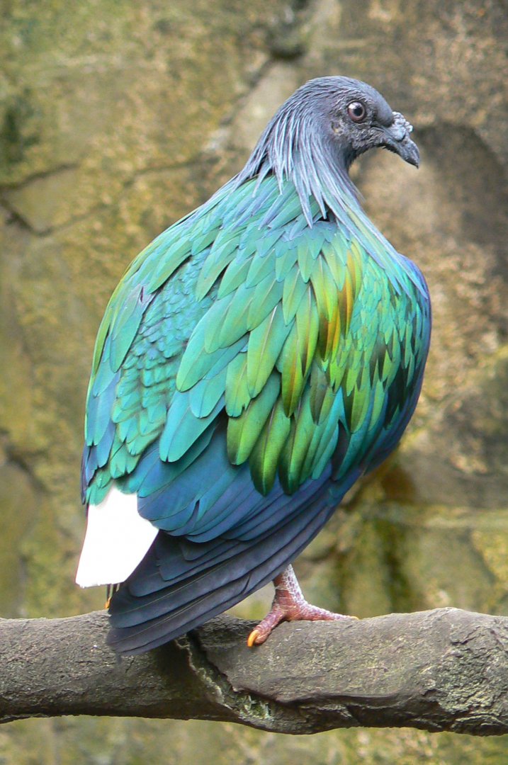 Birds house - nicobar pigeon