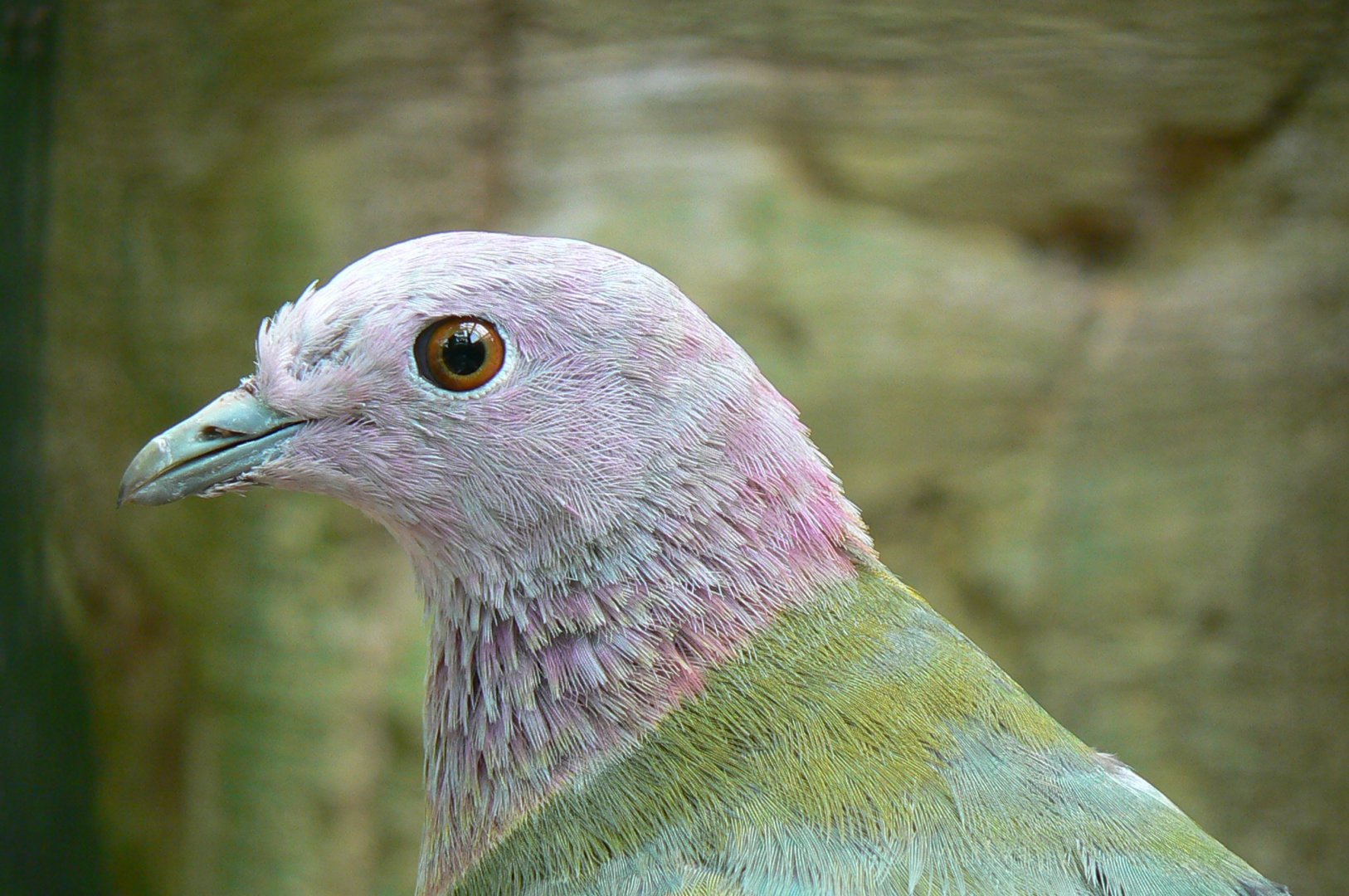 Birds house - pink headed fruit-dove