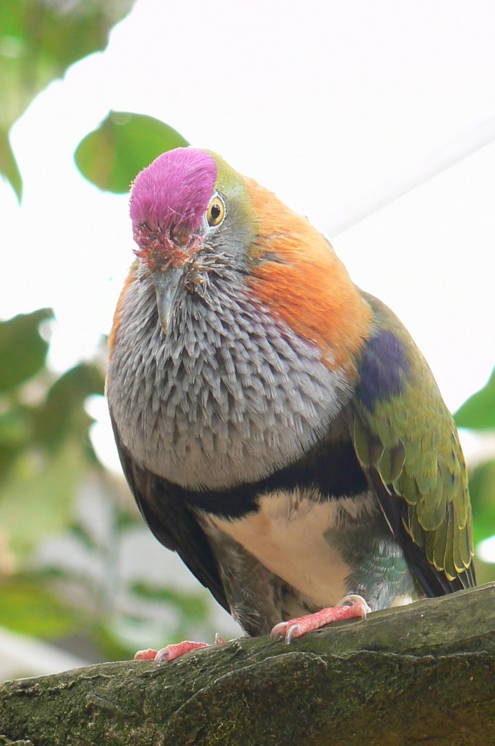 Birds house - super fruit-dove