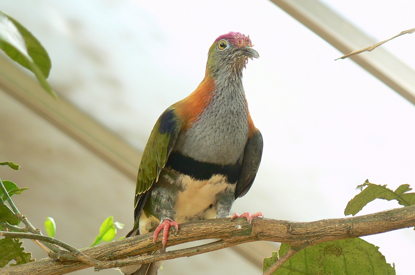 Birds house - super fruit-dove