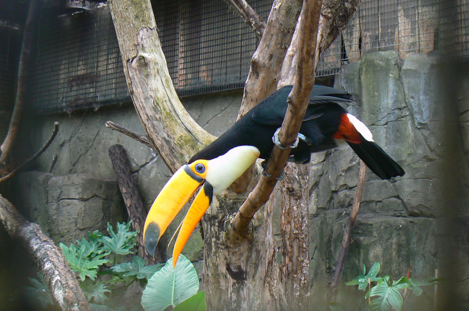 Birds house - Toco toucan