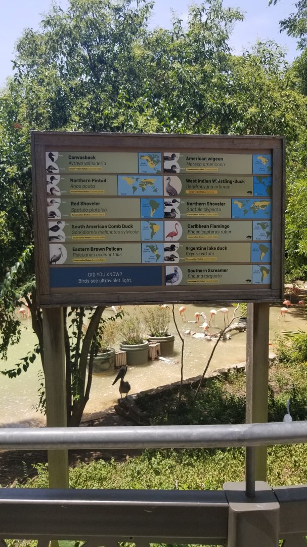Birds in Caribbean flamingo exhibit