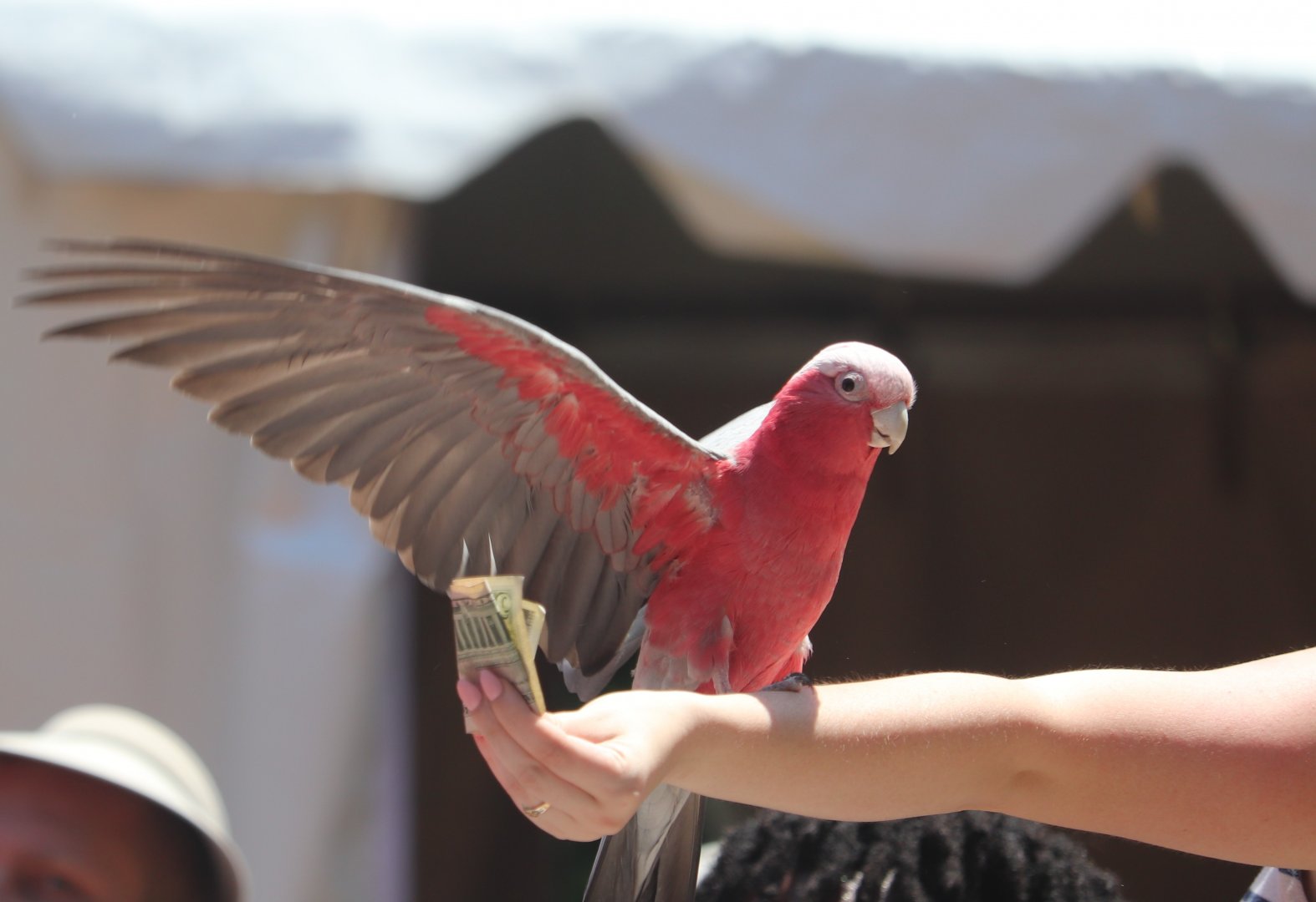 Birds in Flight - Rose-Breasted Cockatoo