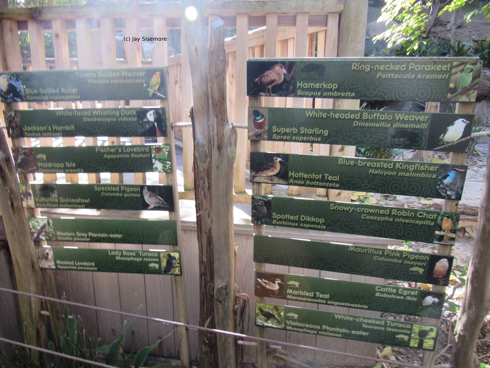 Birds in Forest Aviary