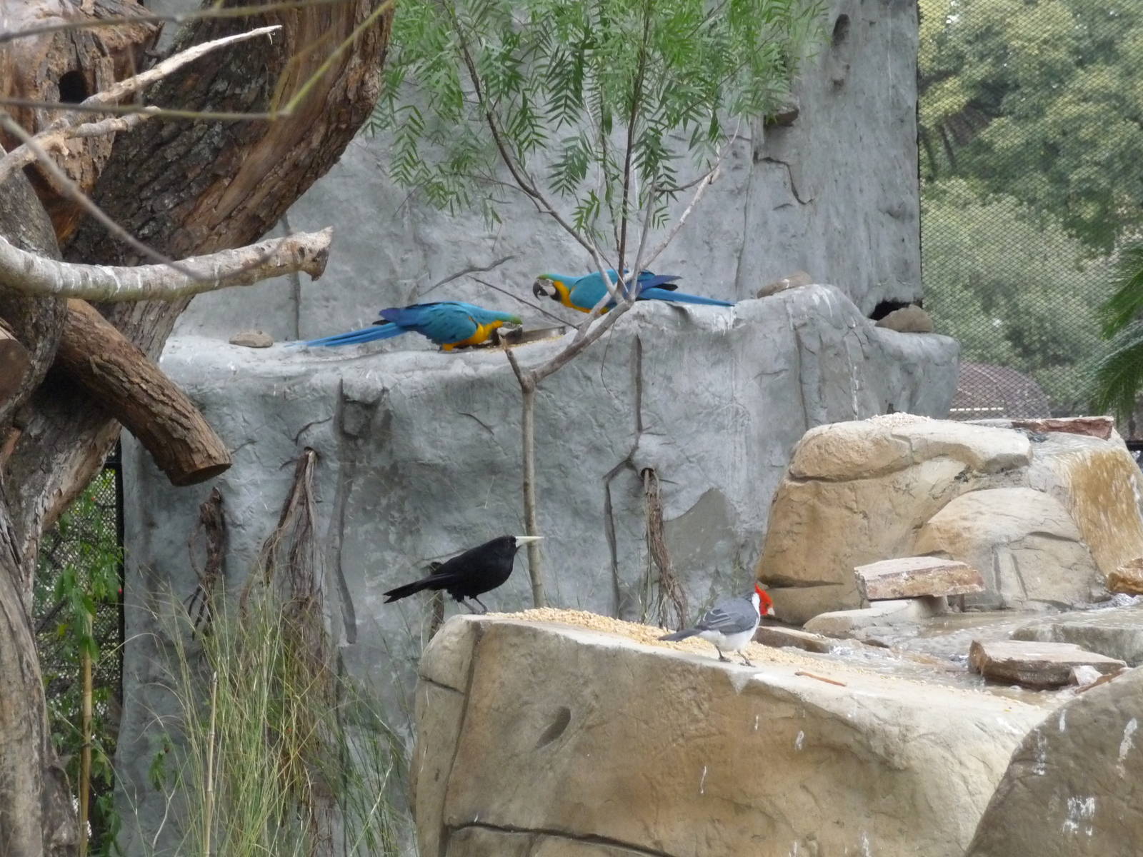 BIRDS IN FREE FLIGHT AVIARY ZOO DE BUENOS AIRES
