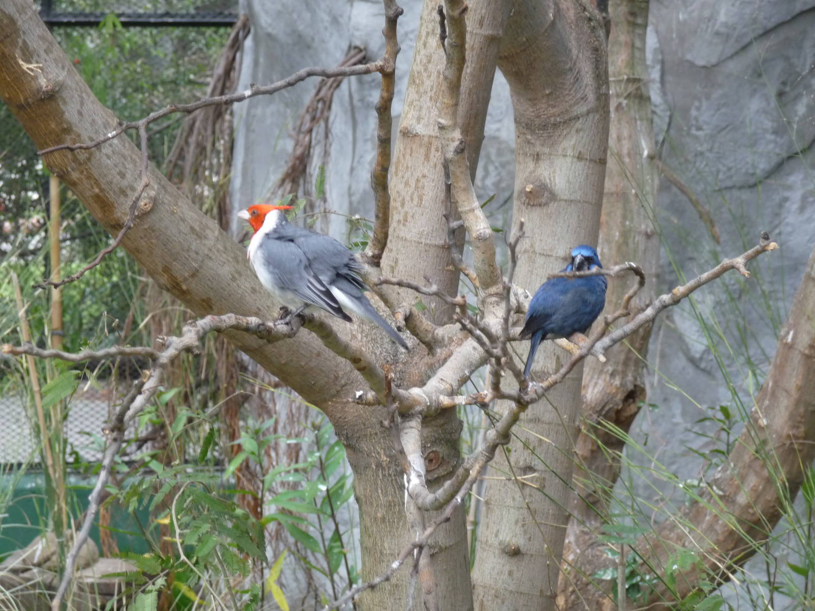 BIRDS IN FREE FLIGHT AVIARY ZOO DE BUENOS AIRES