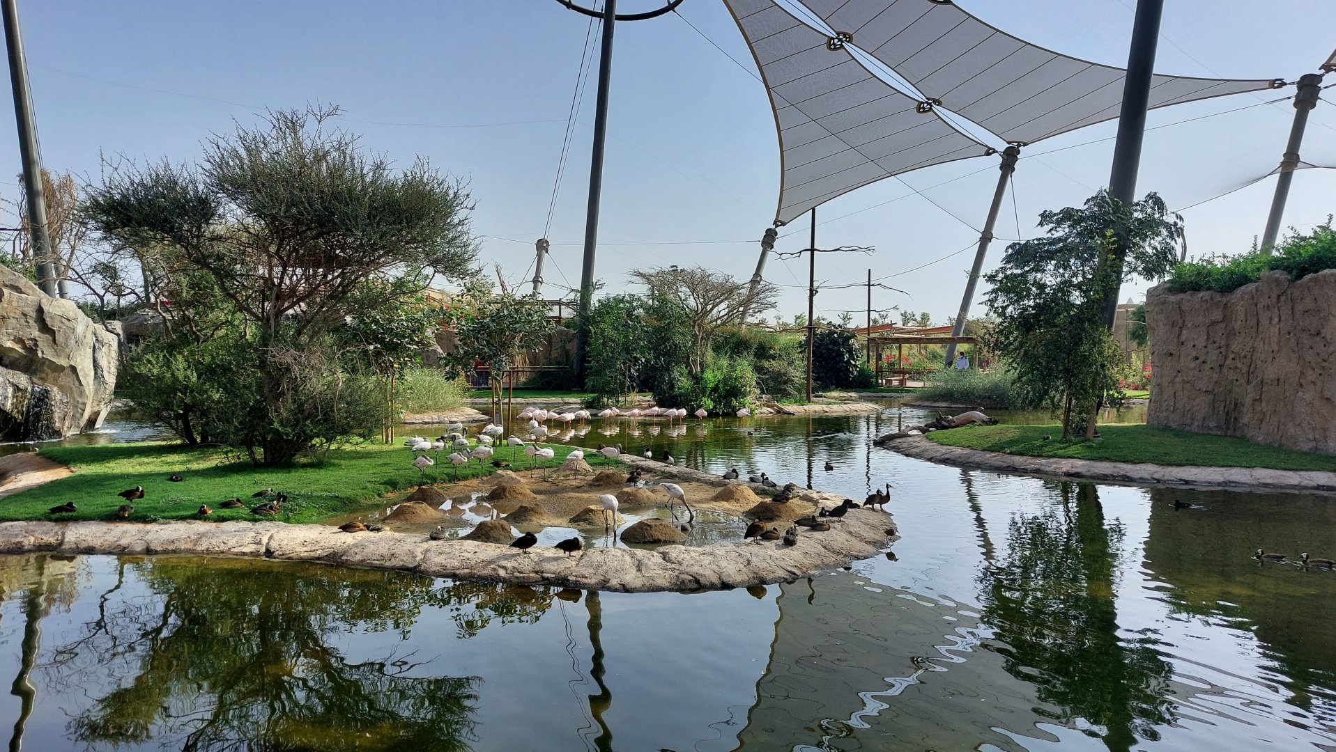 Birds in main avairy