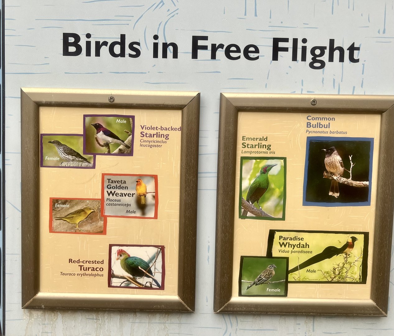 Birds in Savanna Aviary Identification Sign