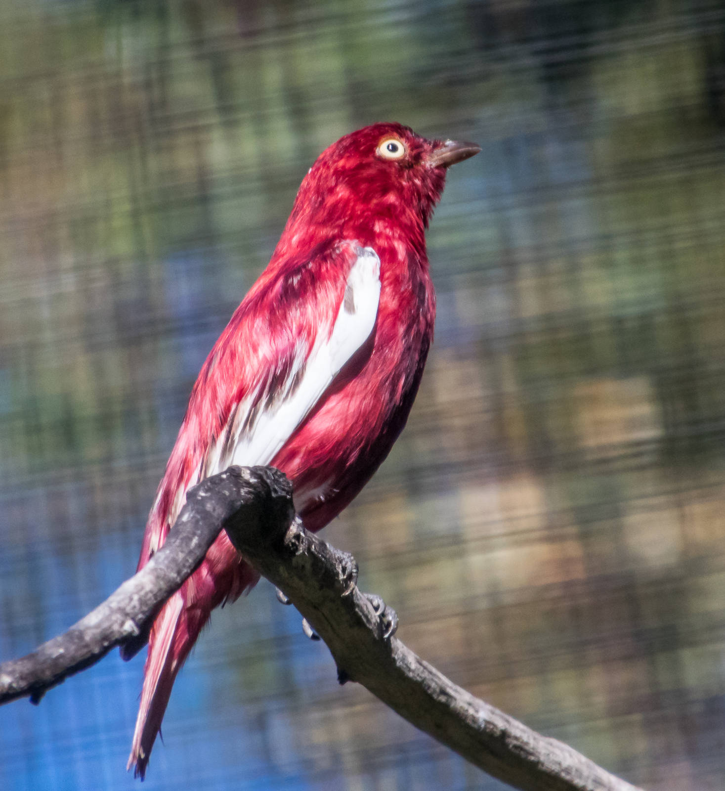 Birds in the aviary by bus loading station