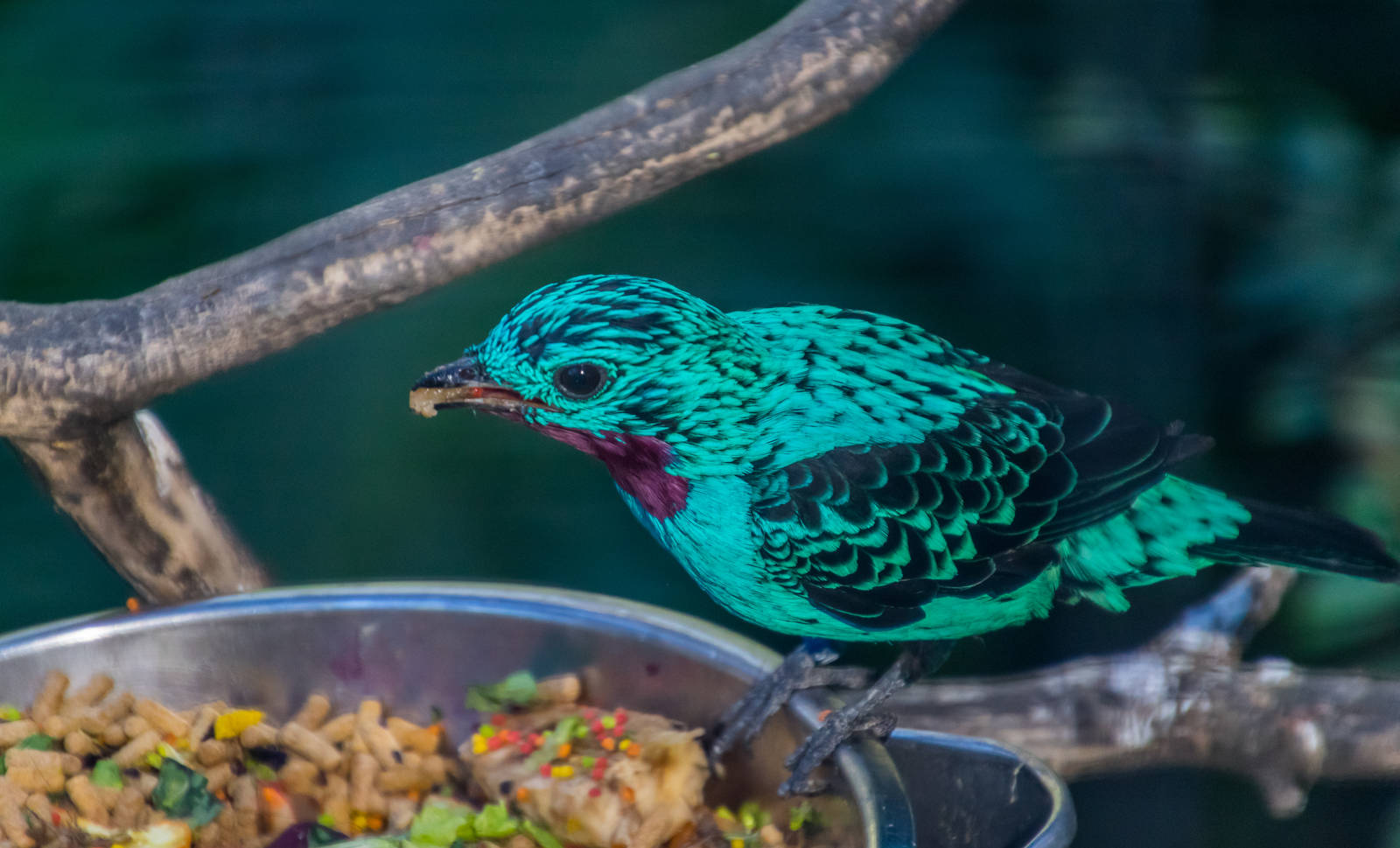 Birds in the aviary by bus loading station