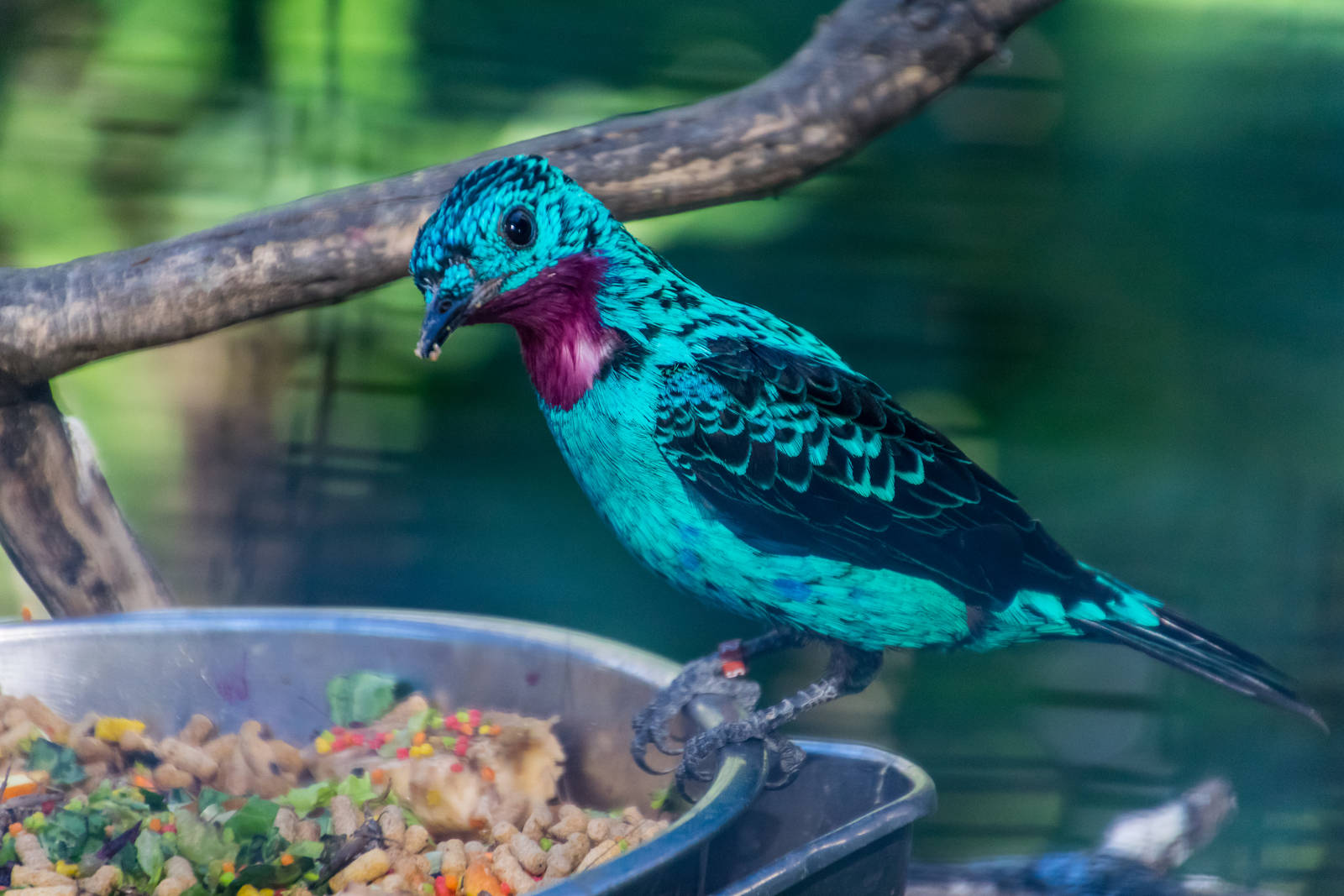 Birds in the aviary by bus loading station