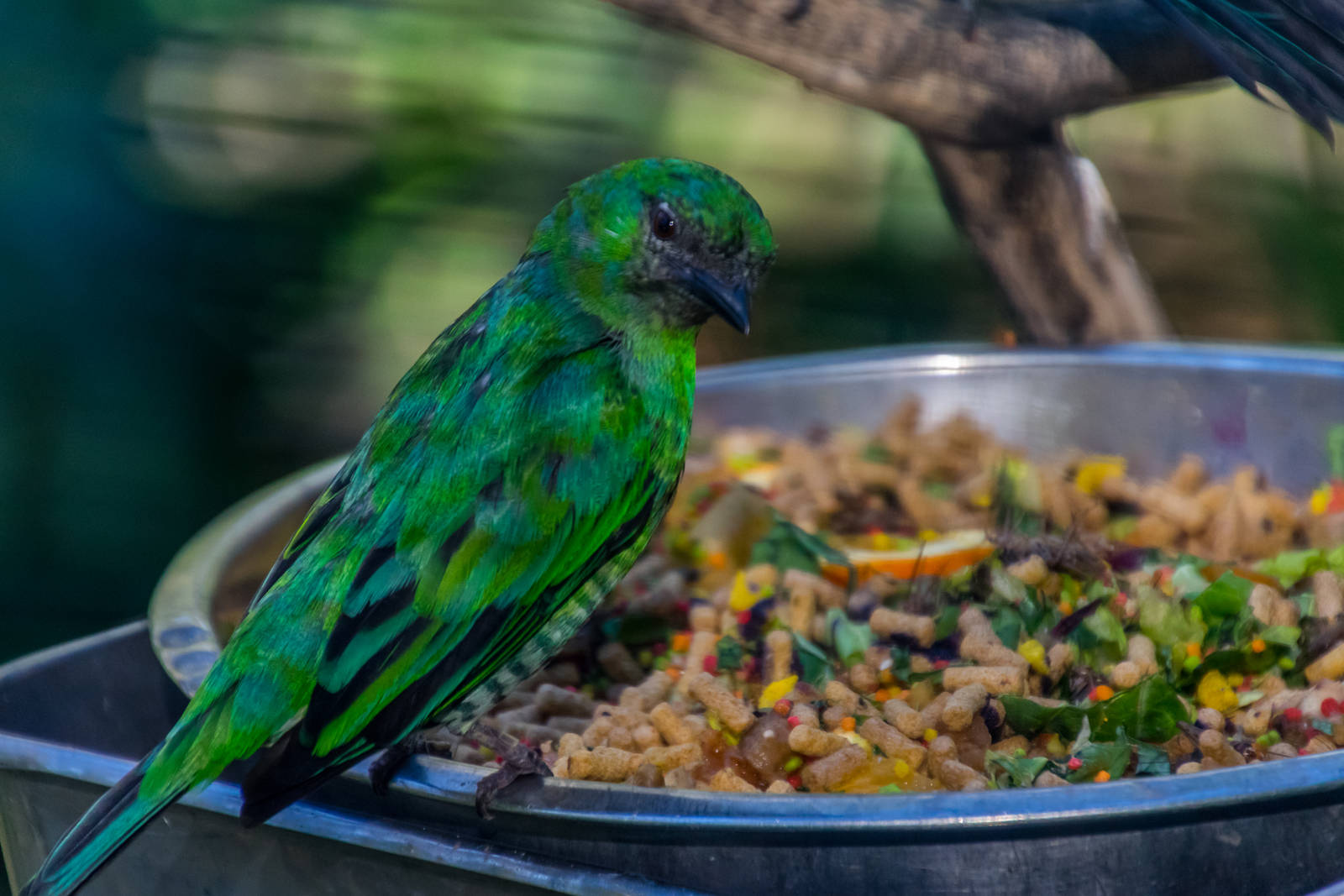 Birds in the aviary by bus loading station